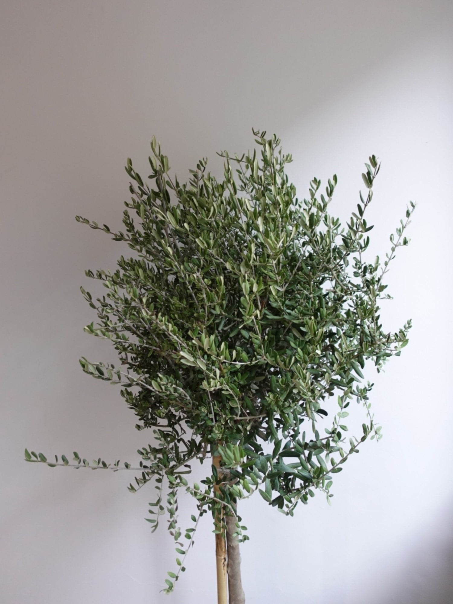 Bonsai Zeytin Ağacı XL – Aşkın ve Sonsuzluğun Canlı Simgesi 🌿