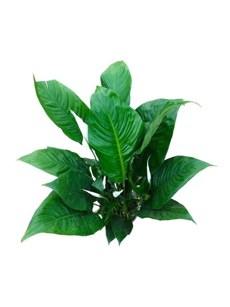 Büyük Boy Barış Çiçeği – Spatifilyum (70 cm - Hava Temizleyici)