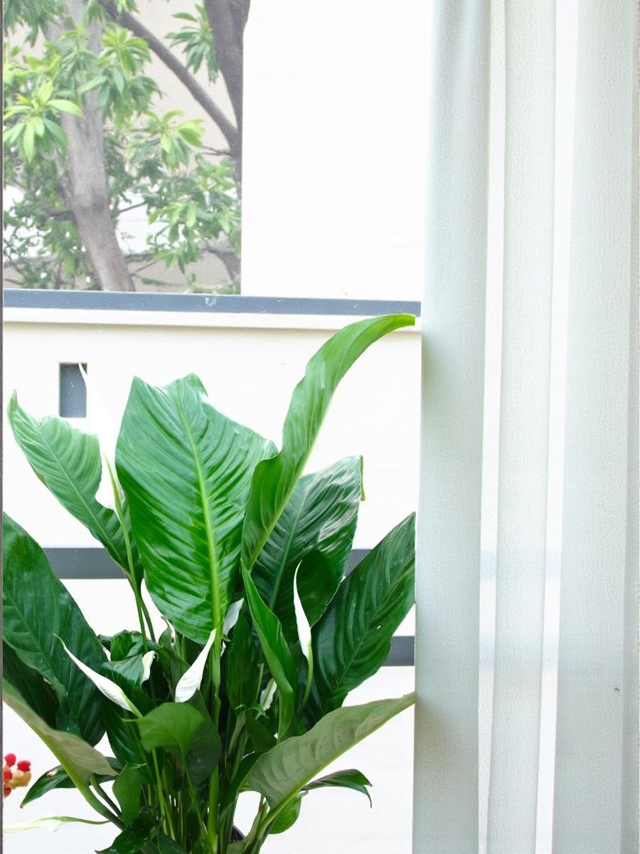 Büyük Boy Barış Çiçeği – Spatifilyum (70 cm - Hava Temizleyici)