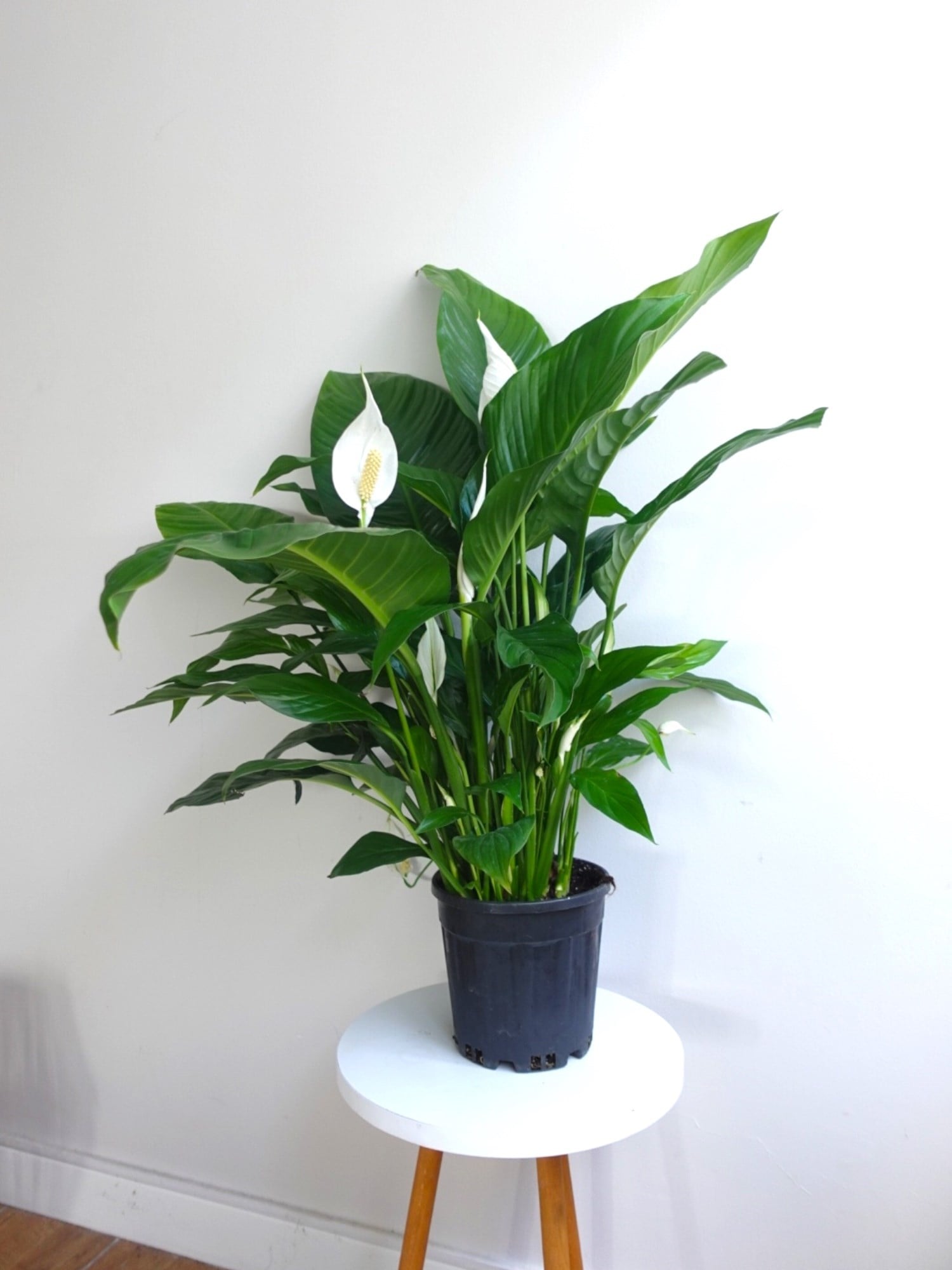 Büyük Boy Barış Çiçeği – Spatifilyum (70 cm - Hava Temizleyici)