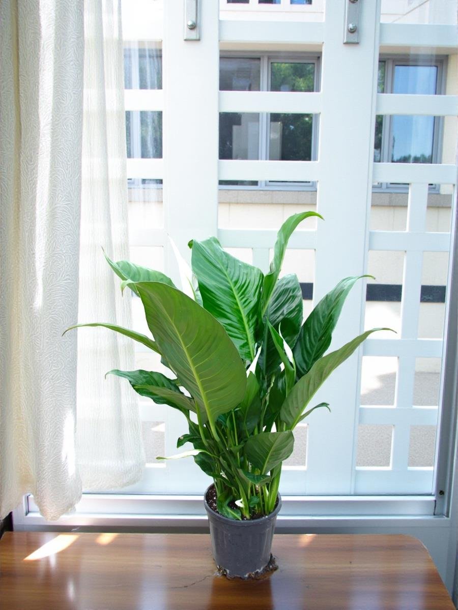 Büyük Boy Barış Çiçeği – Spatifilyum (70 cm - Hava Temizleyici)