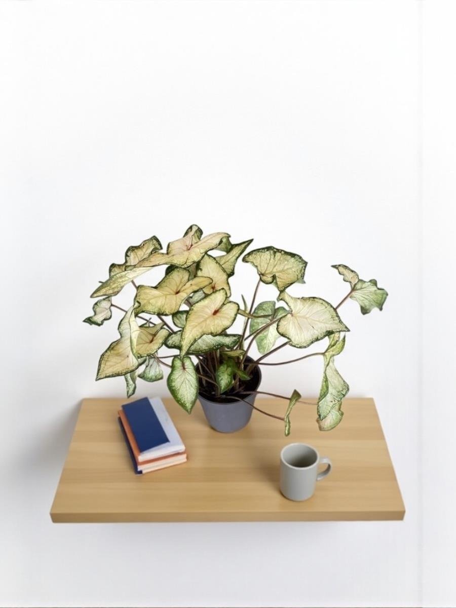 Caladium White Wonder