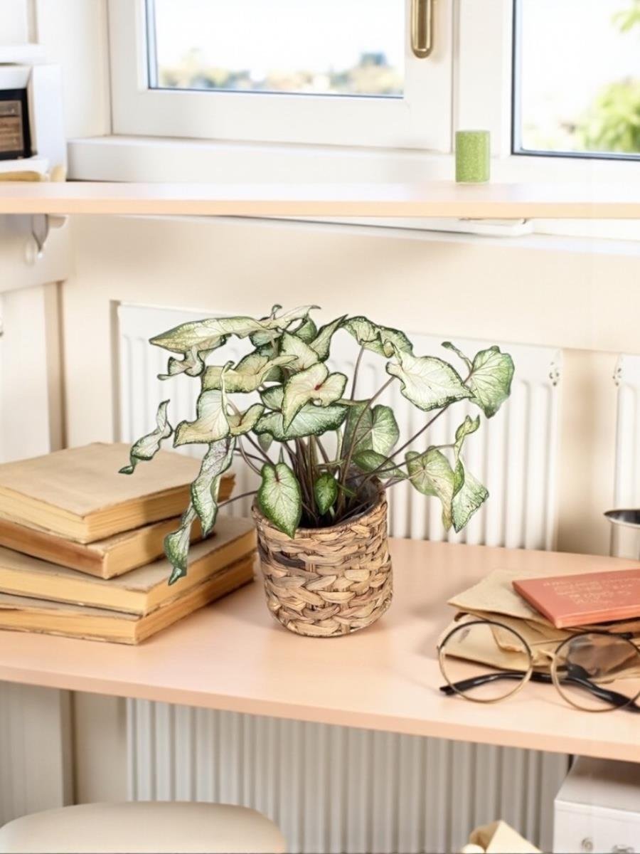 Caladium White Wonder