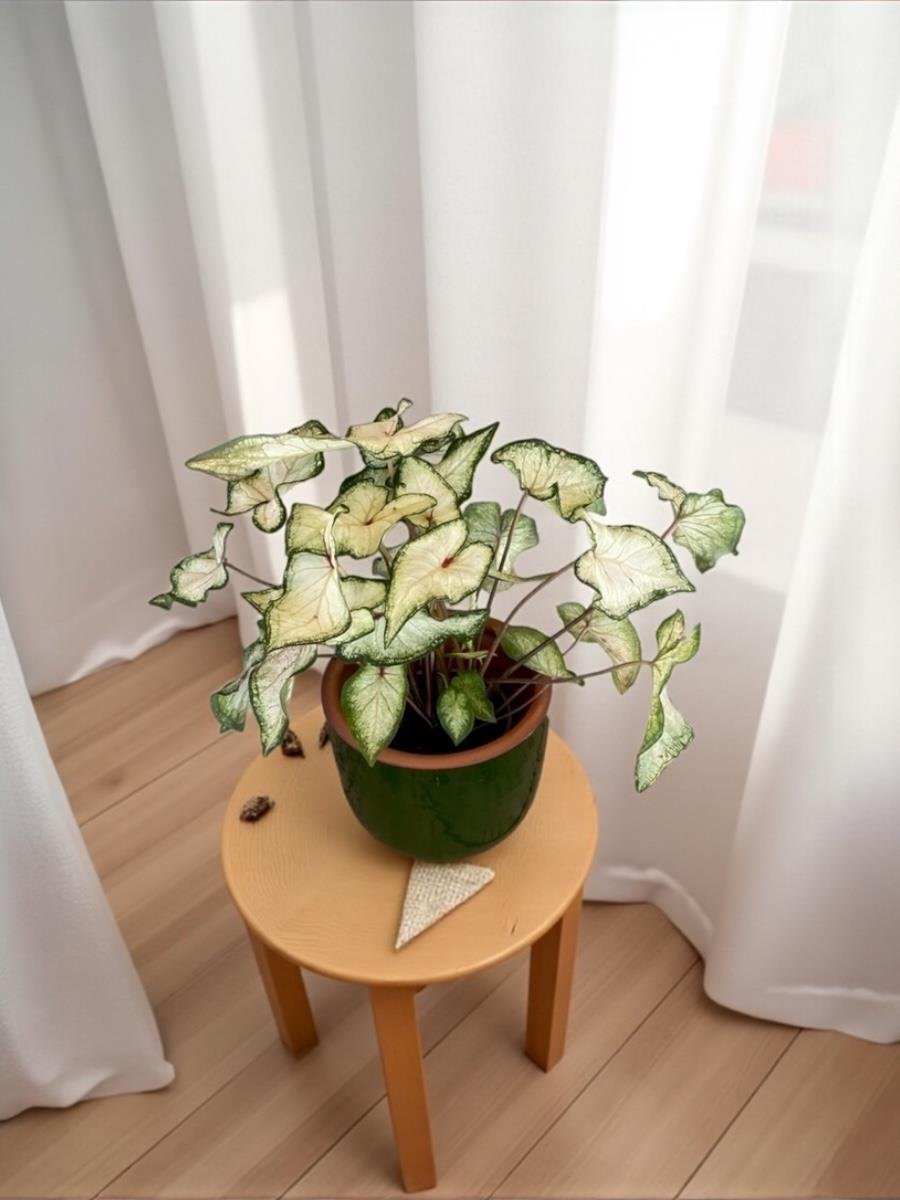 Caladium White Wonder