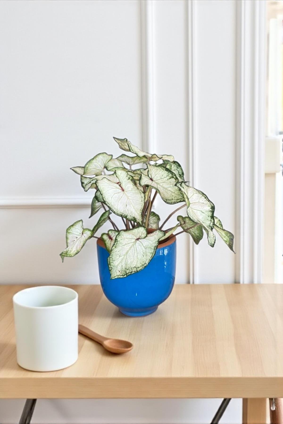 Caladium White Wonder