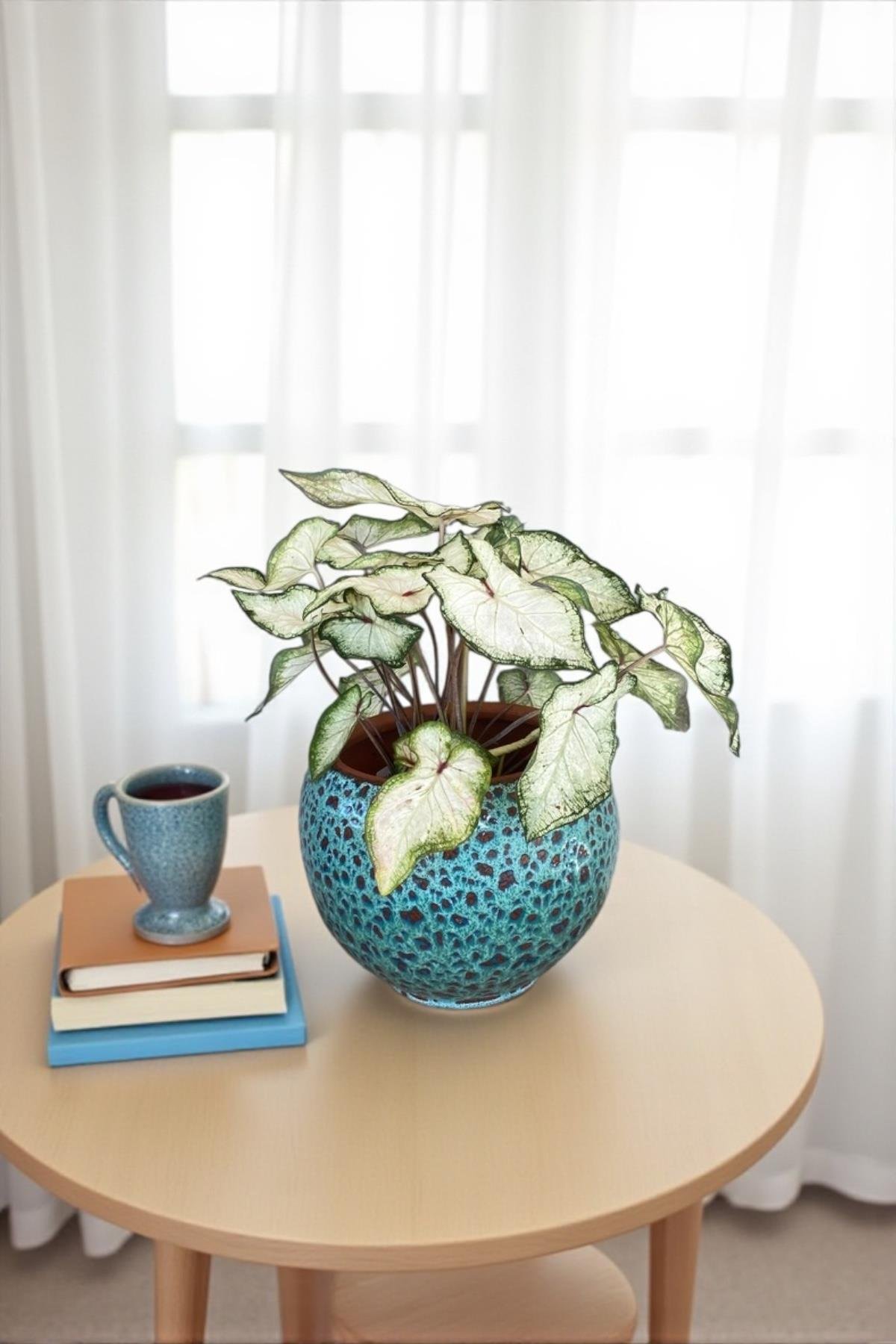 Caladium White Wonder