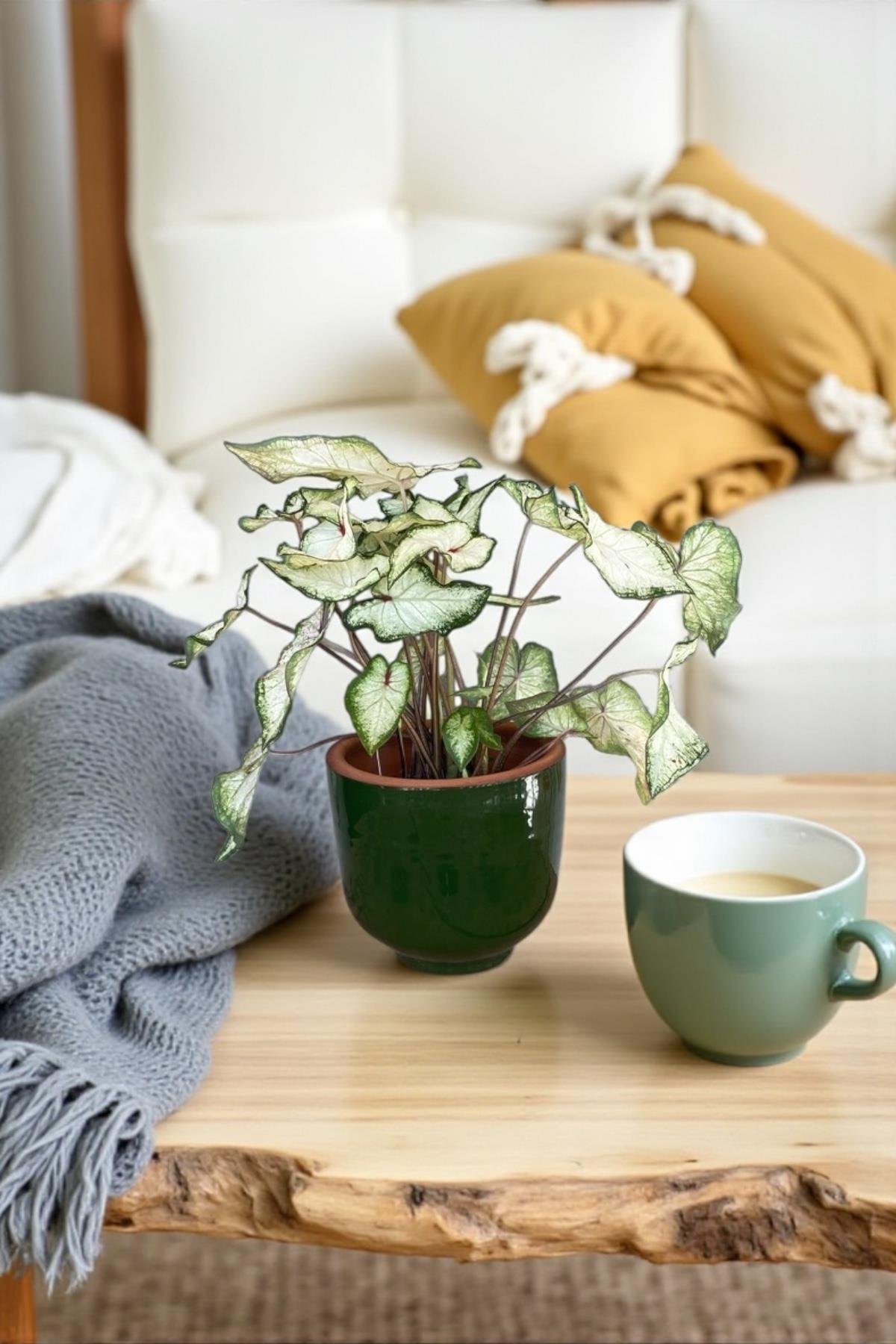 Caladium White Wonder