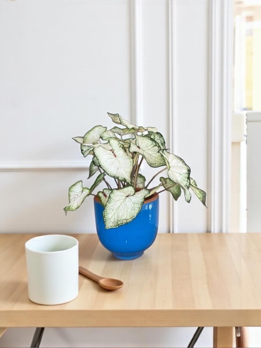 Caladium White Wonder