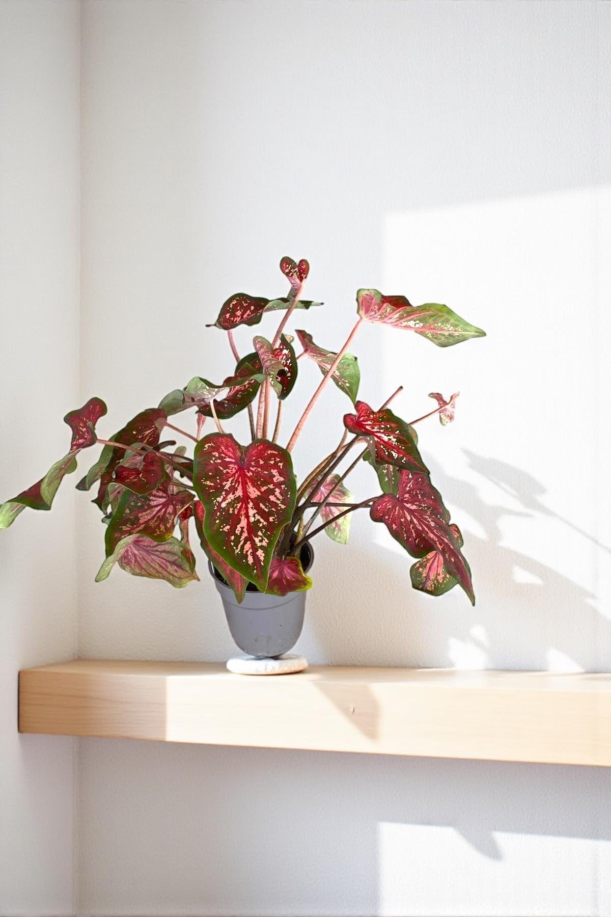 Caladium Wildfire 