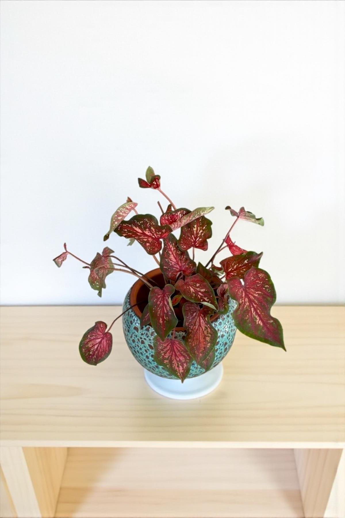 Caladium Wildfire 