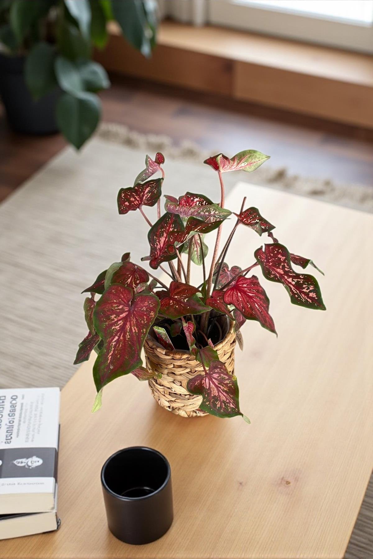 Caladium Wildfire 