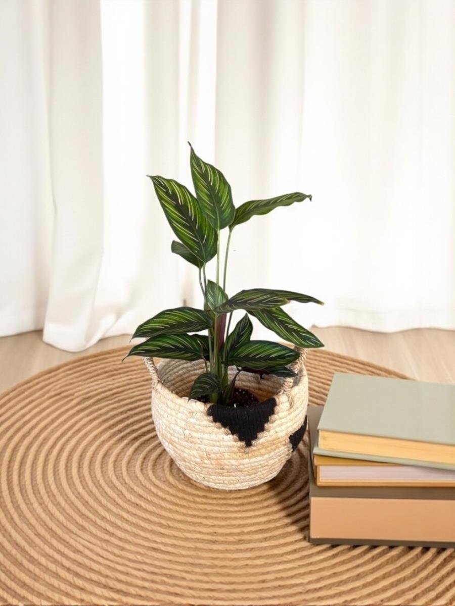 Calathea Beauty Star - Dua Çiçeği