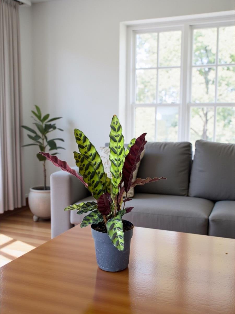 Calathea Lancifolia - Dua Çiçeği