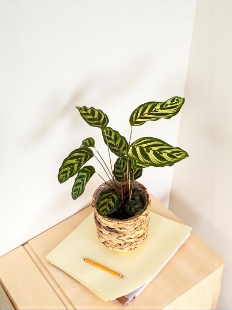 Calathea Makoyana - Dua Çiçeği 40-50 cm