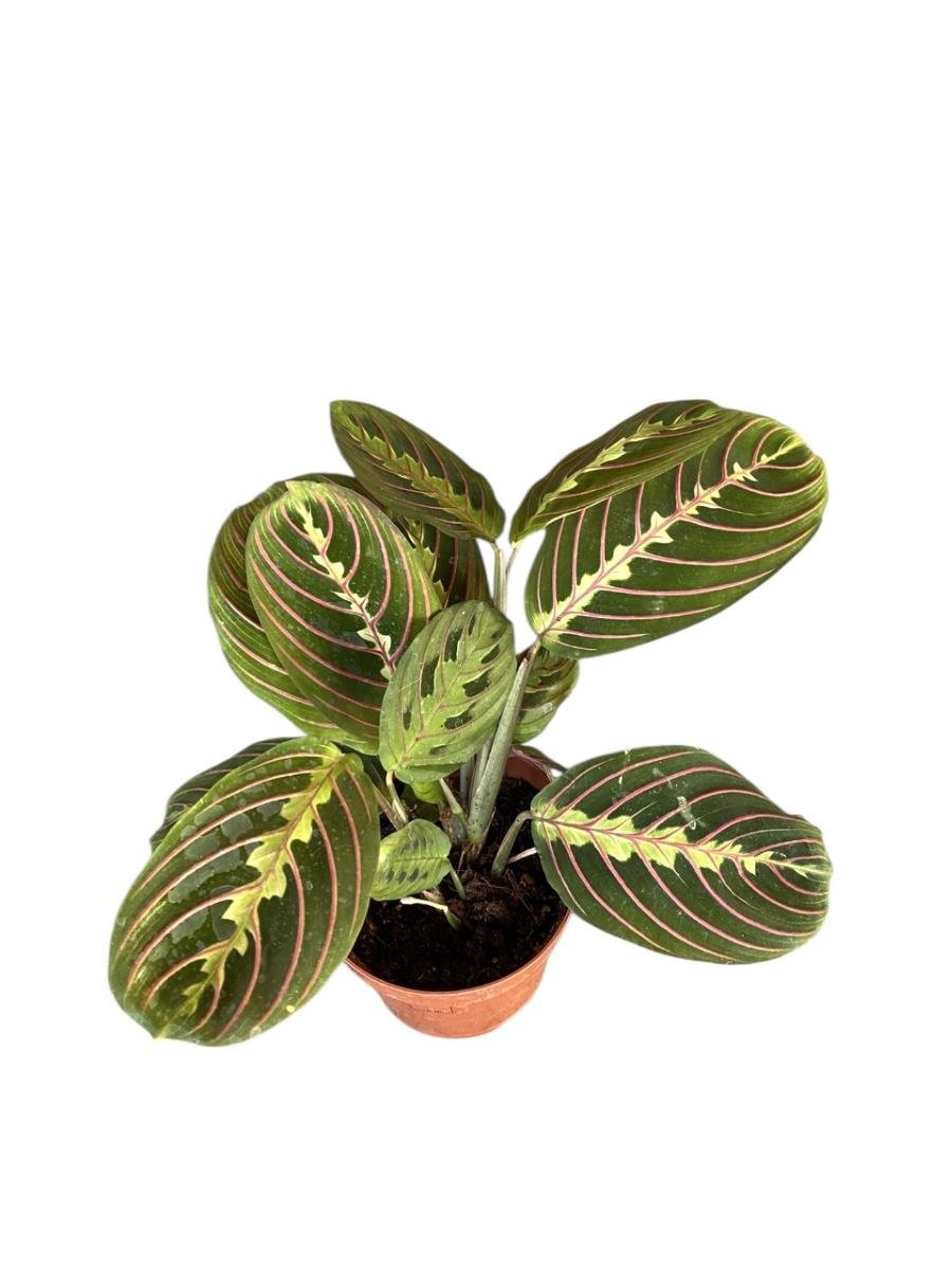 Calathea Marantha Dua Çiçeği Maranta