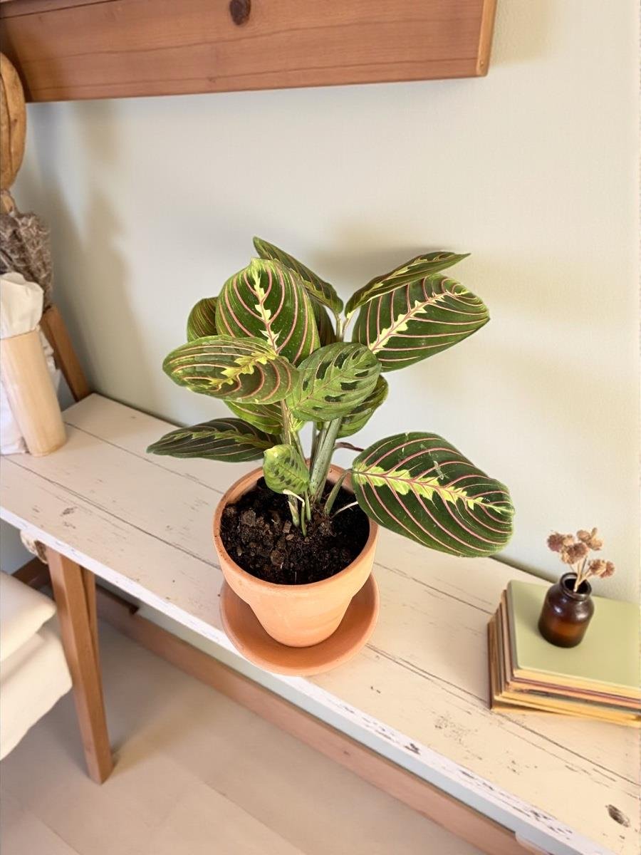Calathea Marantha Dua Çiçeği Maranta