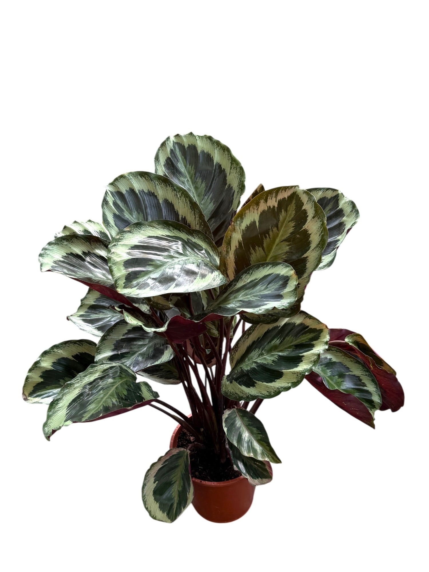 Calathea Medallion (Dua Çiçeği) 60-70 cm