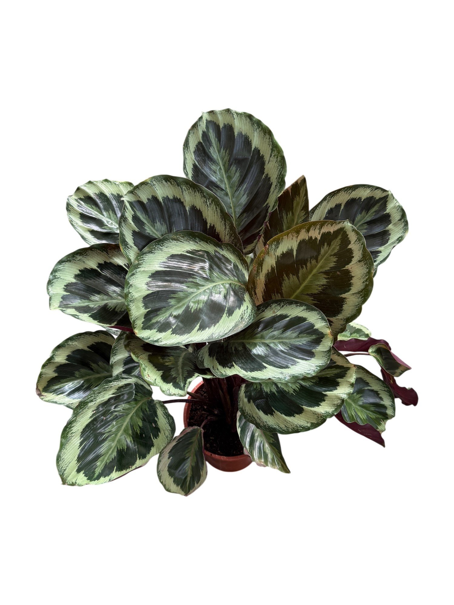 Calathea Medallion (Dua Çiçeği) 60-70 cm