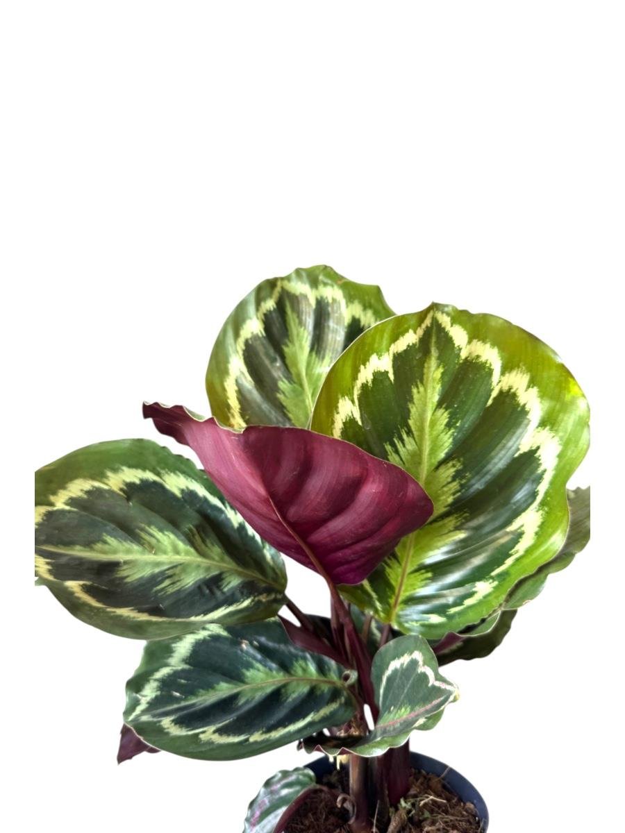 Calathea Medallion - Dua Çiçeği