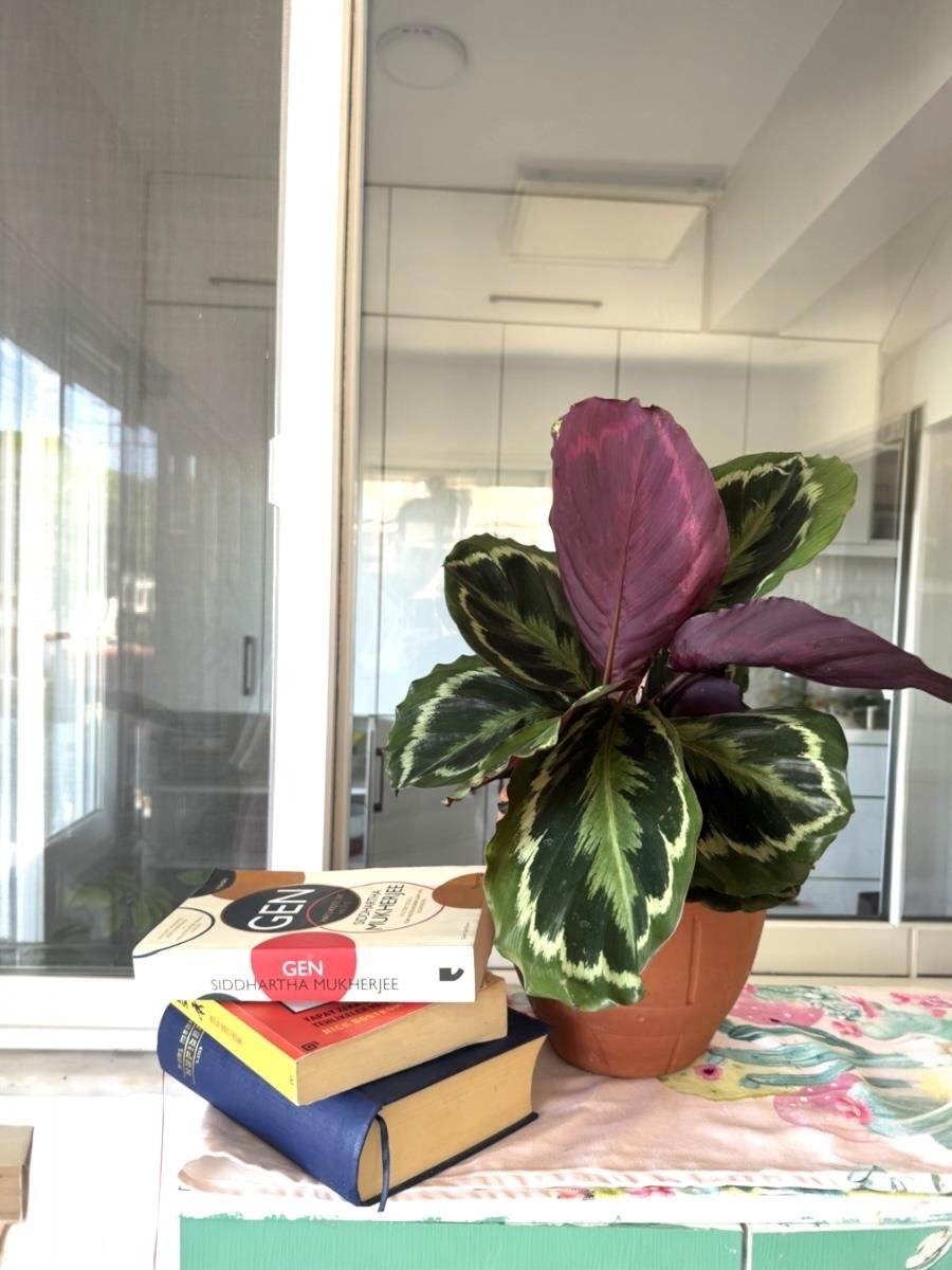 Calathea Medallion - Dua Çiçeği