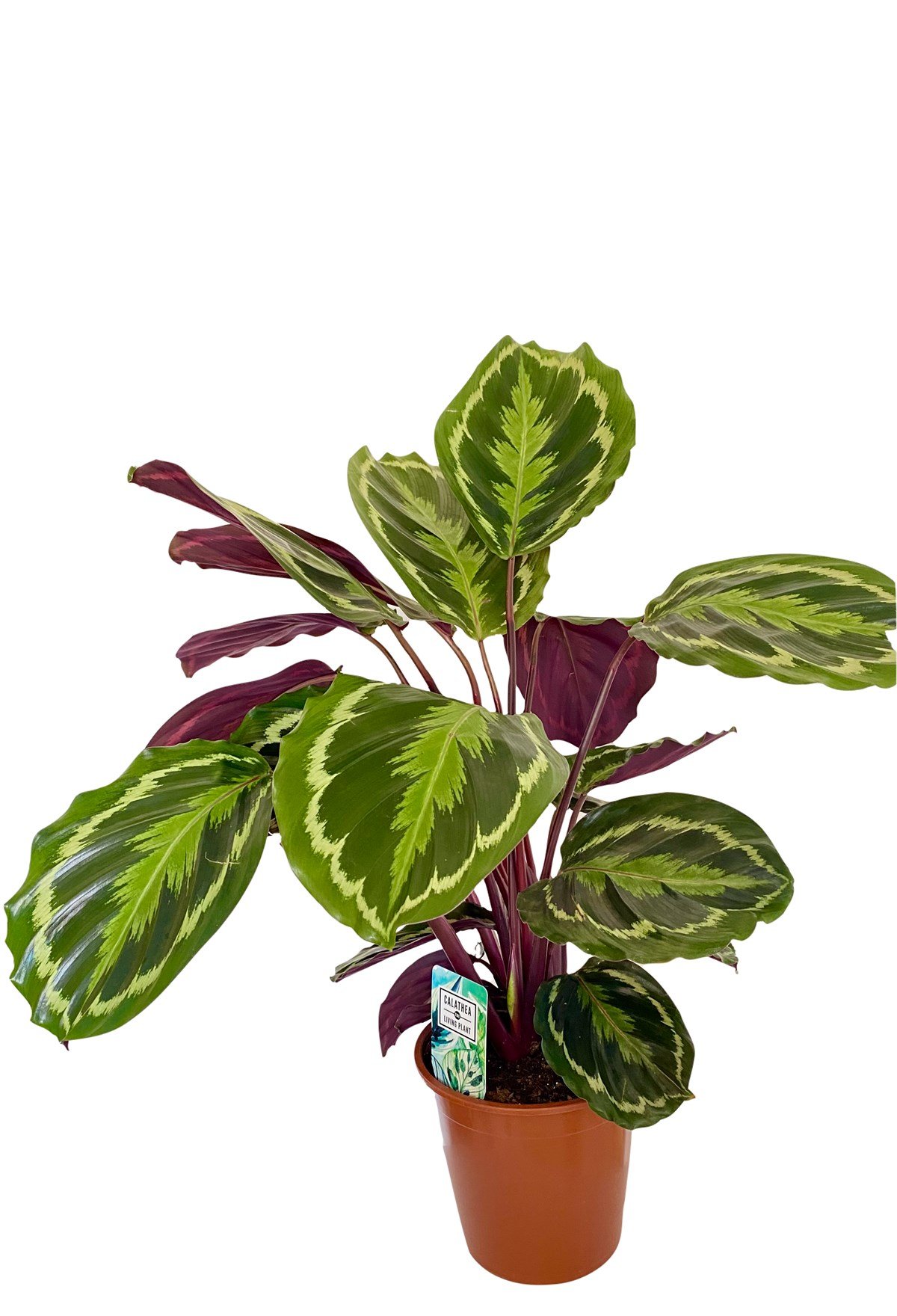 Calathea Medallion (Dua Çiçeği)