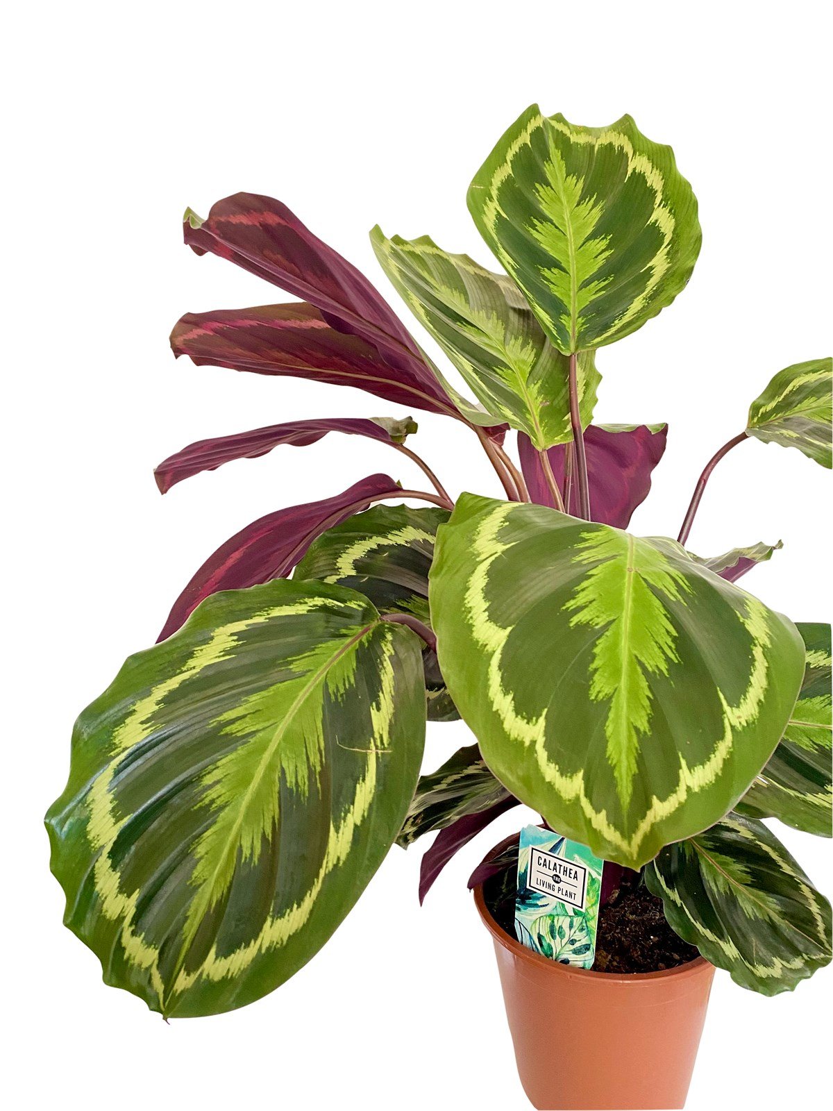 Calathea Medallion (Dua Çiçeği)