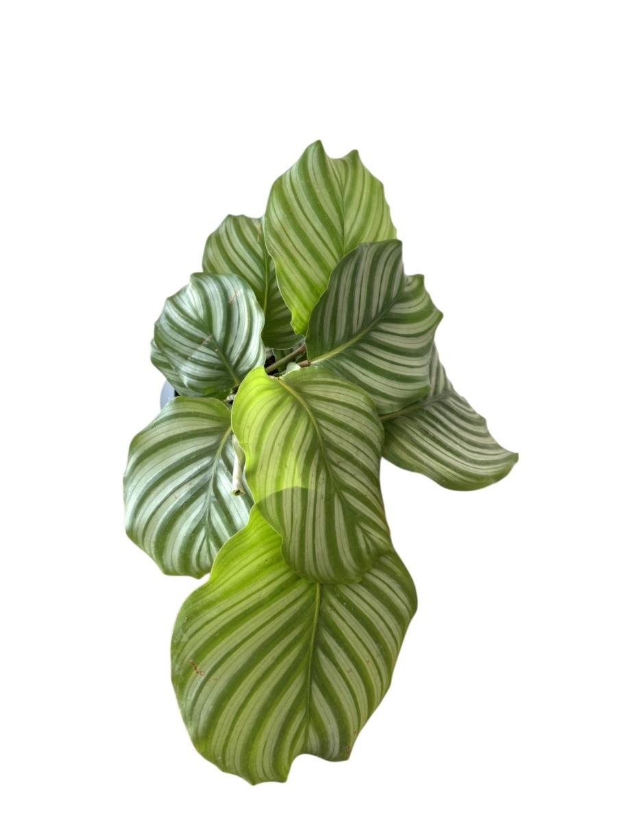 Calathea Orbifolia-Dua Çiçeği