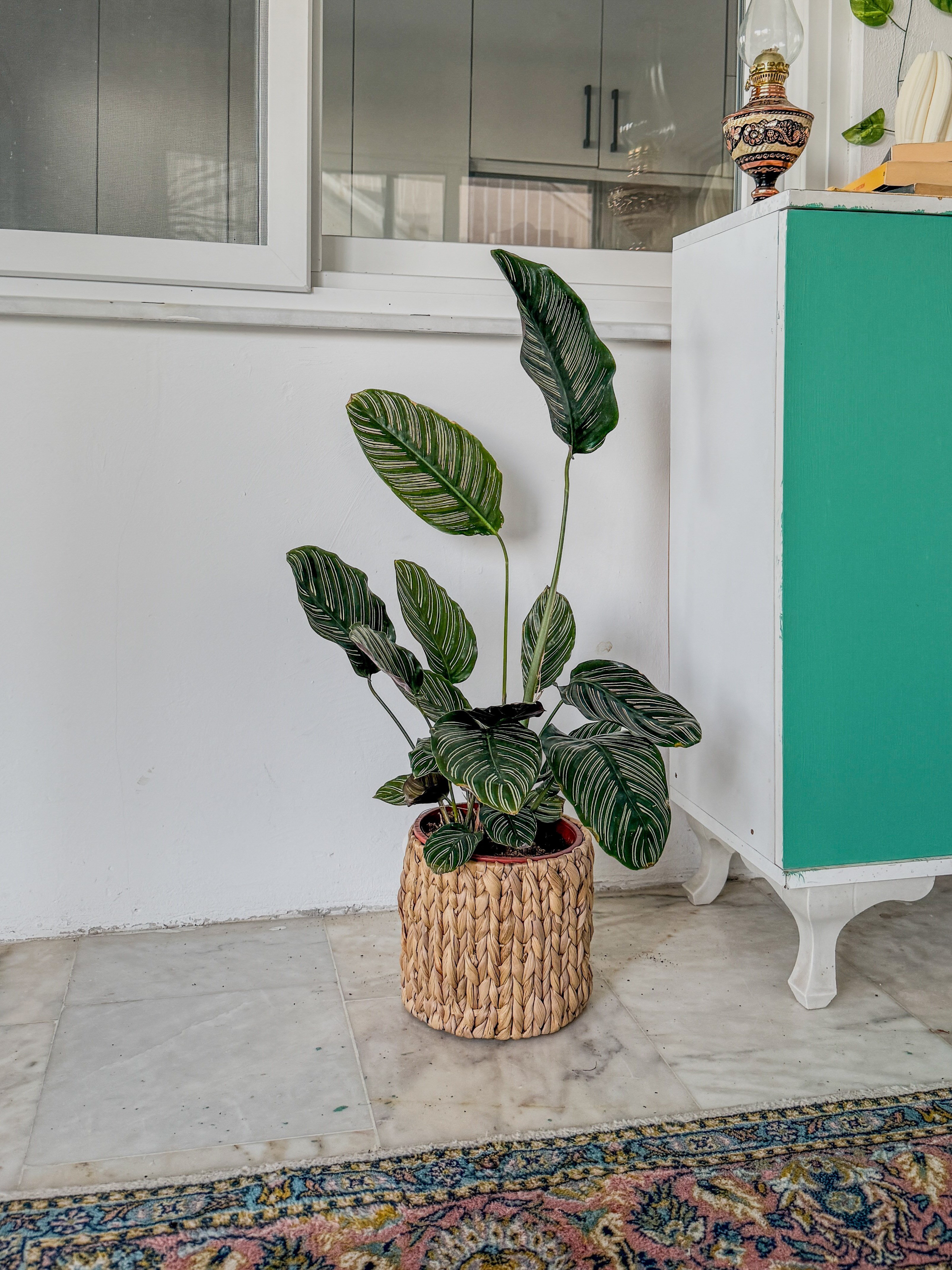 Calathea Ornata Sanderiana (Dua Çiçeği) 60-70 cm 