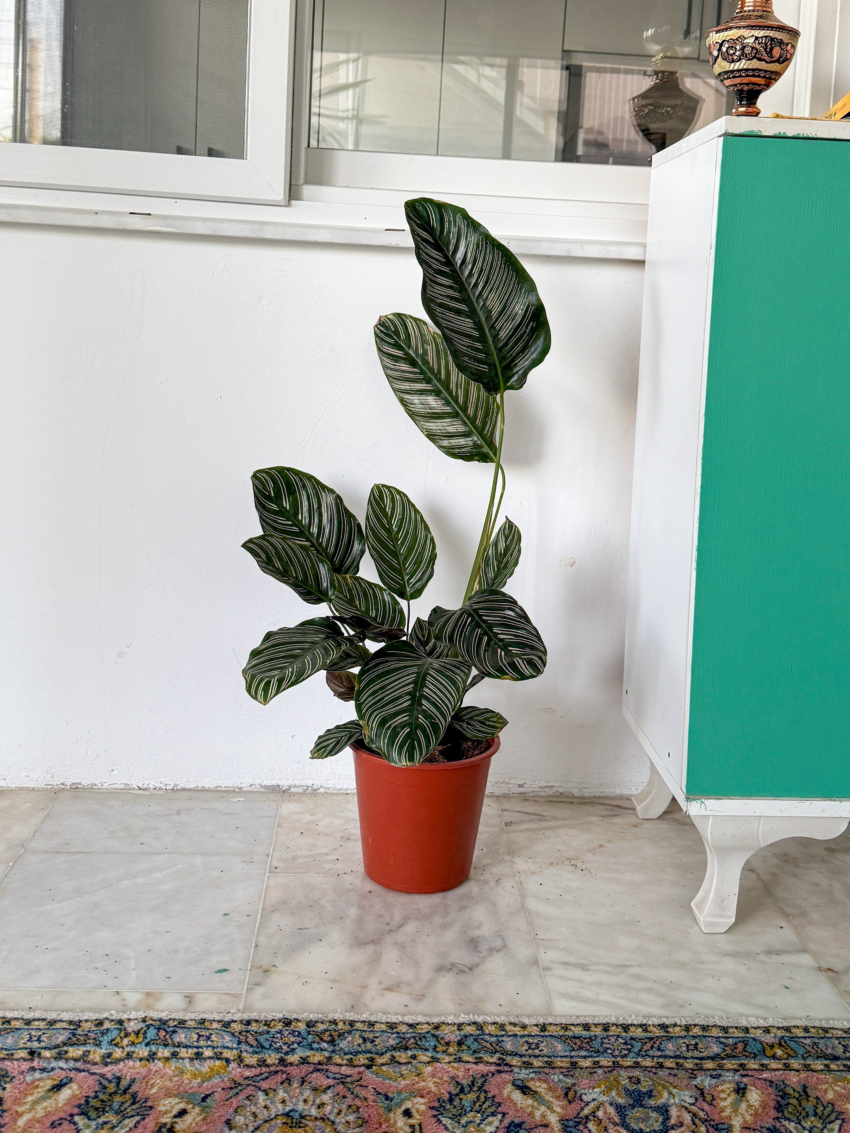 Calathea Ornata Sanderiana (Dua Çiçeği) 60-70 cm 