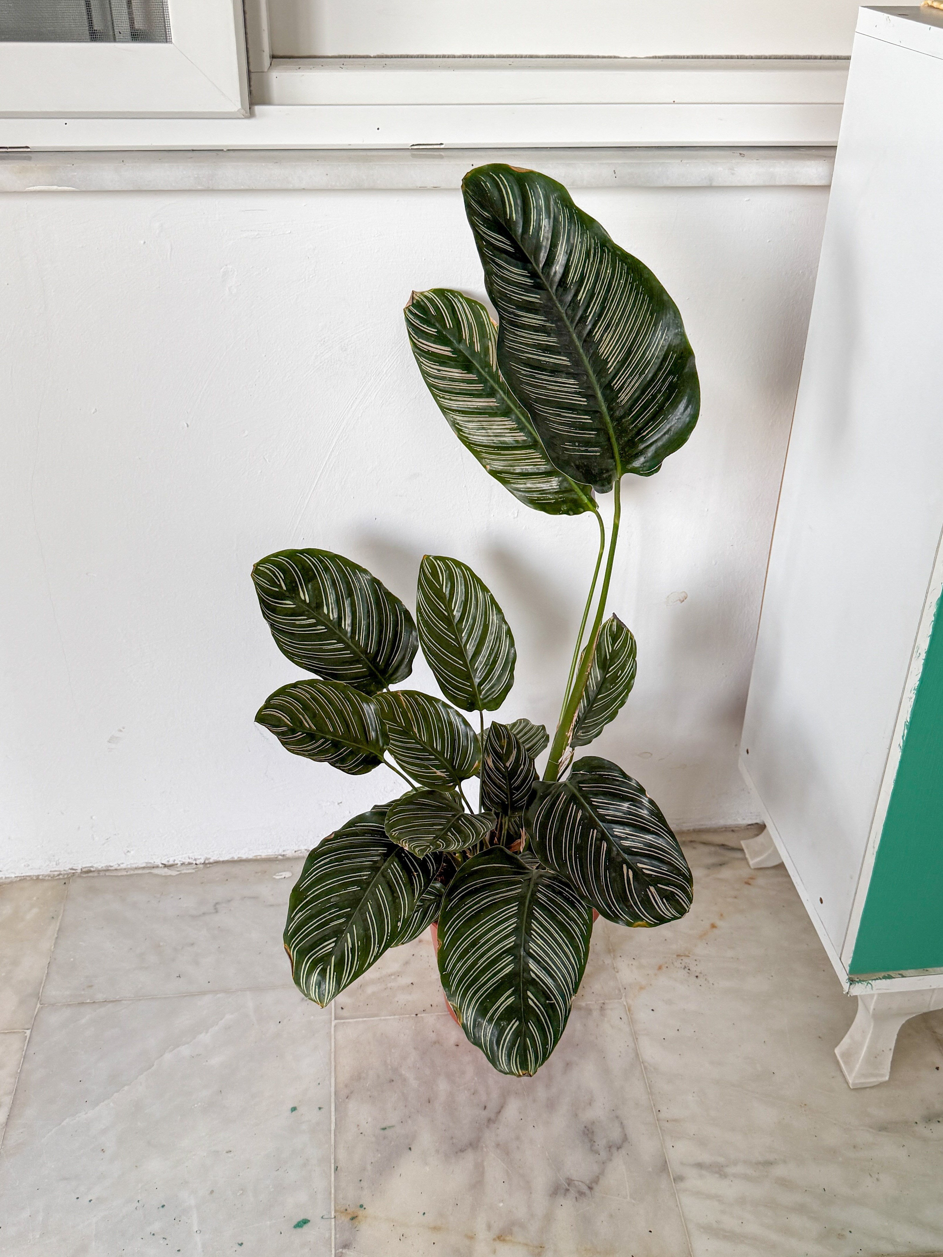 Calathea Ornata Sanderiana (Dua Çiçeği) 60-70 cm 