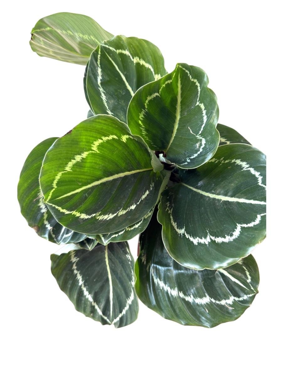 Calathea Roseopicta Medallion Dua Çiçeği