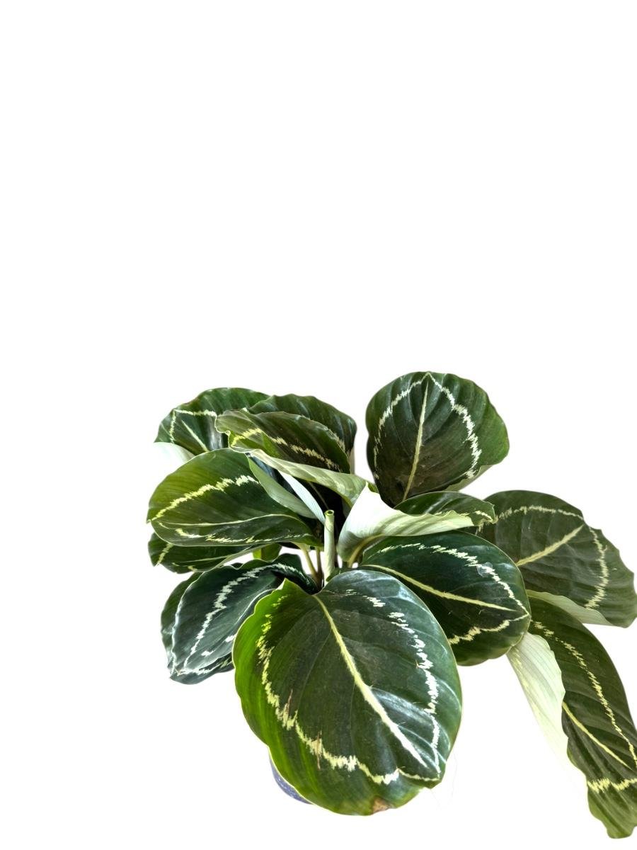 Calathea Roseopicta Medallion Dua Çiçeği