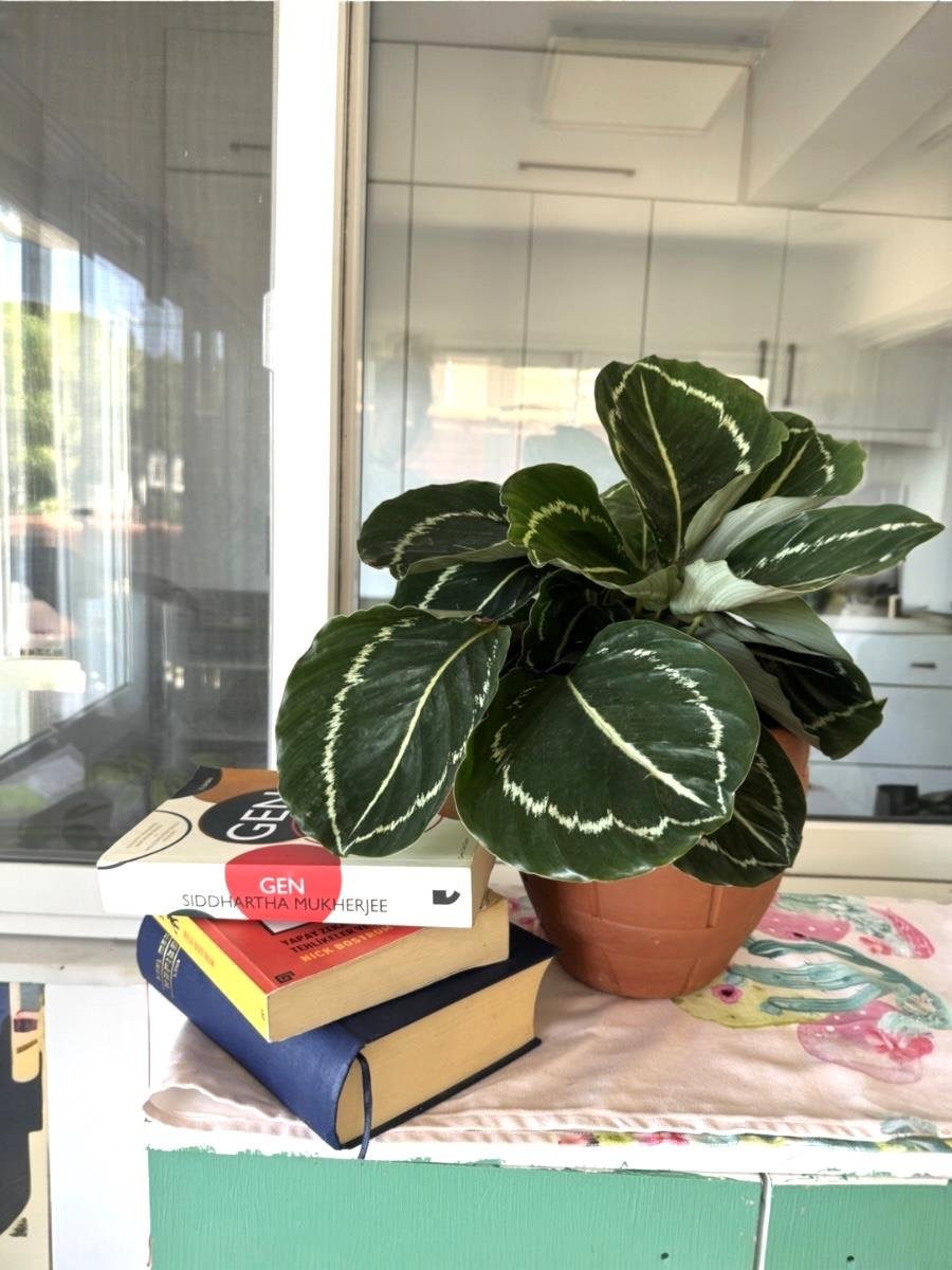 Calathea Roseopicta Medallion Dua Çiçeği