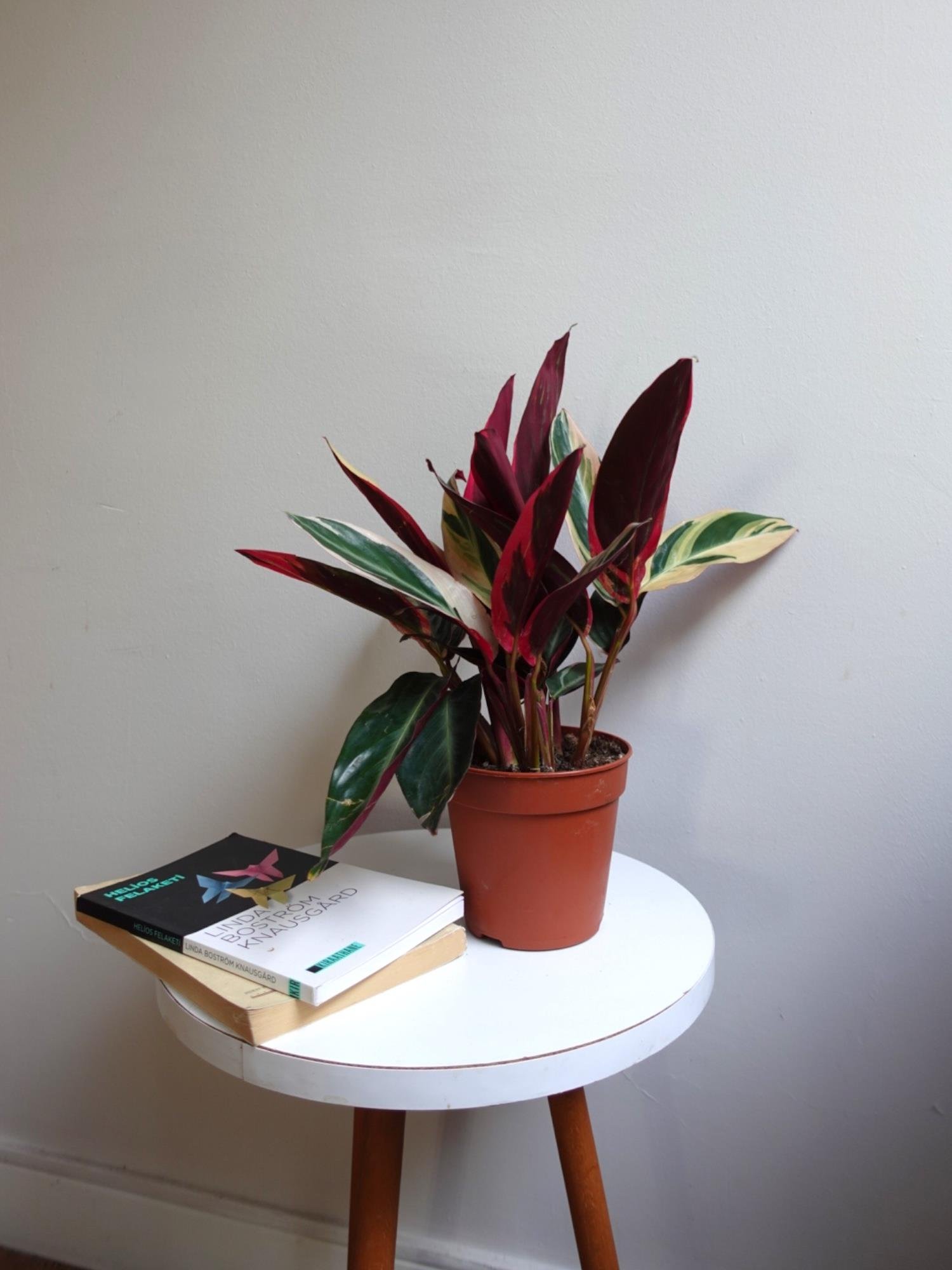 Calathea Triostar (Dua Çiçeği) – Ebruli Pembe Yapraklı Özel Tür