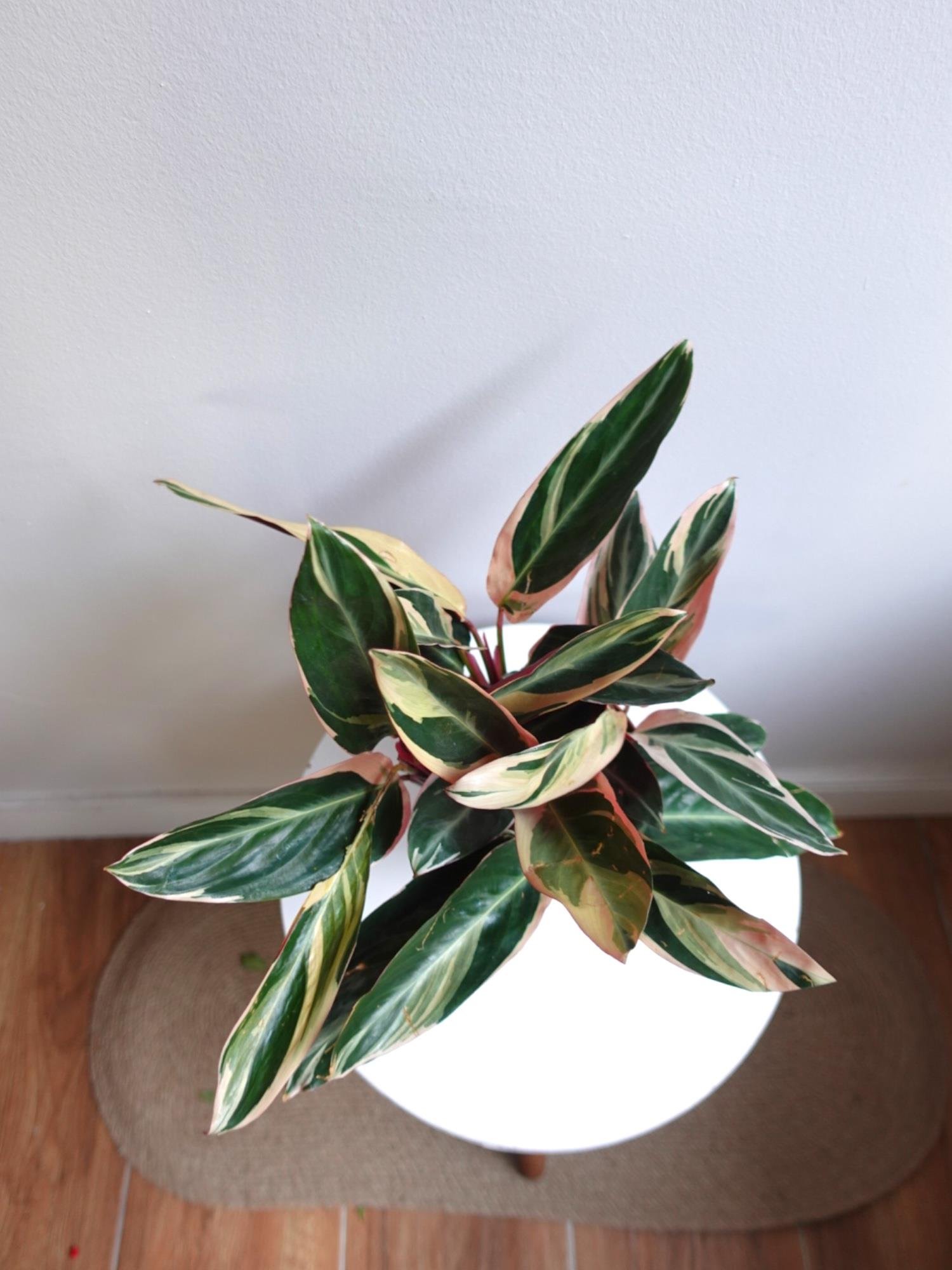 Calathea Triostar (Dua Çiçeği) – Ebruli Pembe Yapraklı Özel Tür