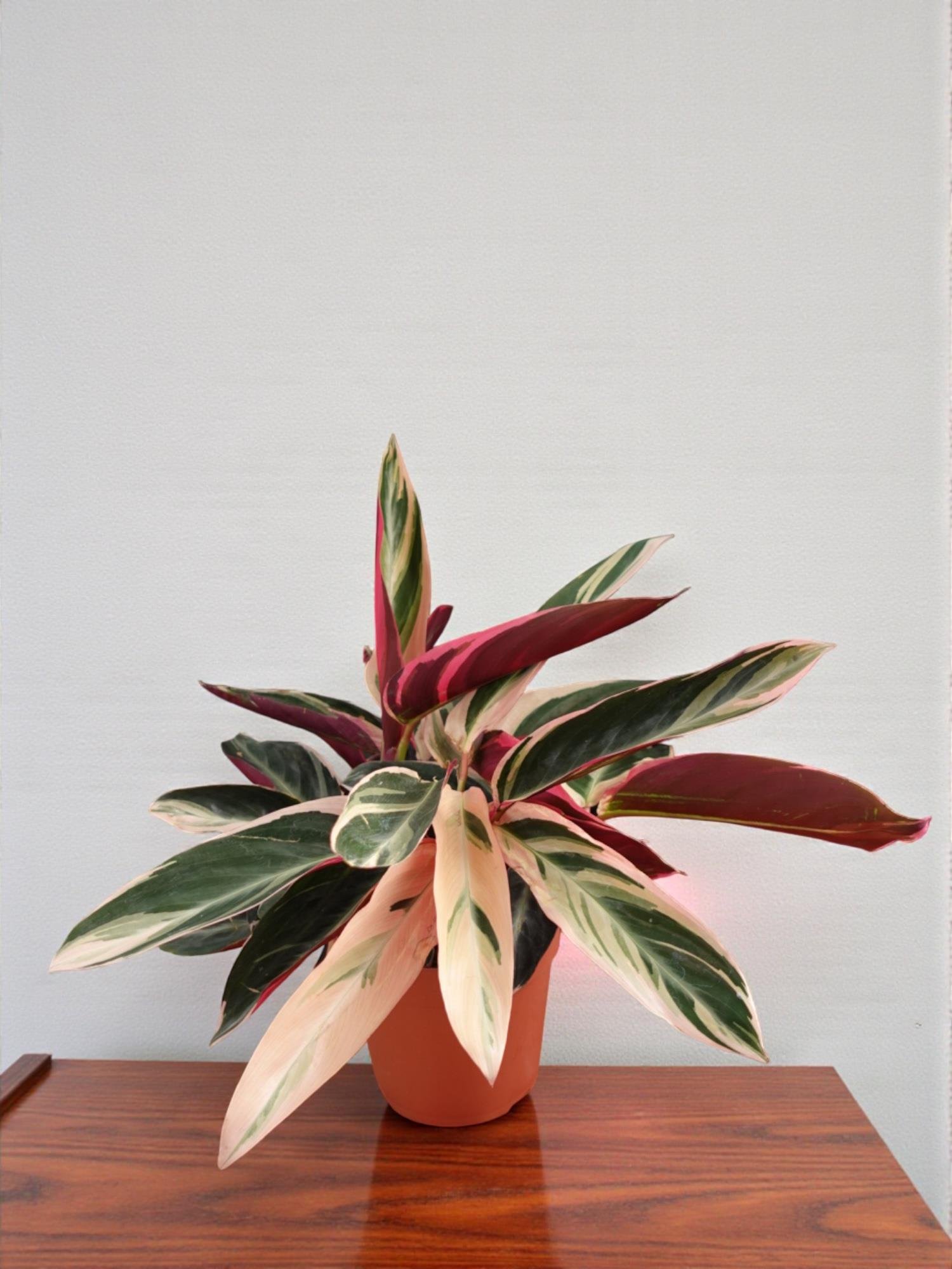 Calathea Triostar (Dua Çiçeği) – Ebruli Pembe Yapraklı Özel Tür