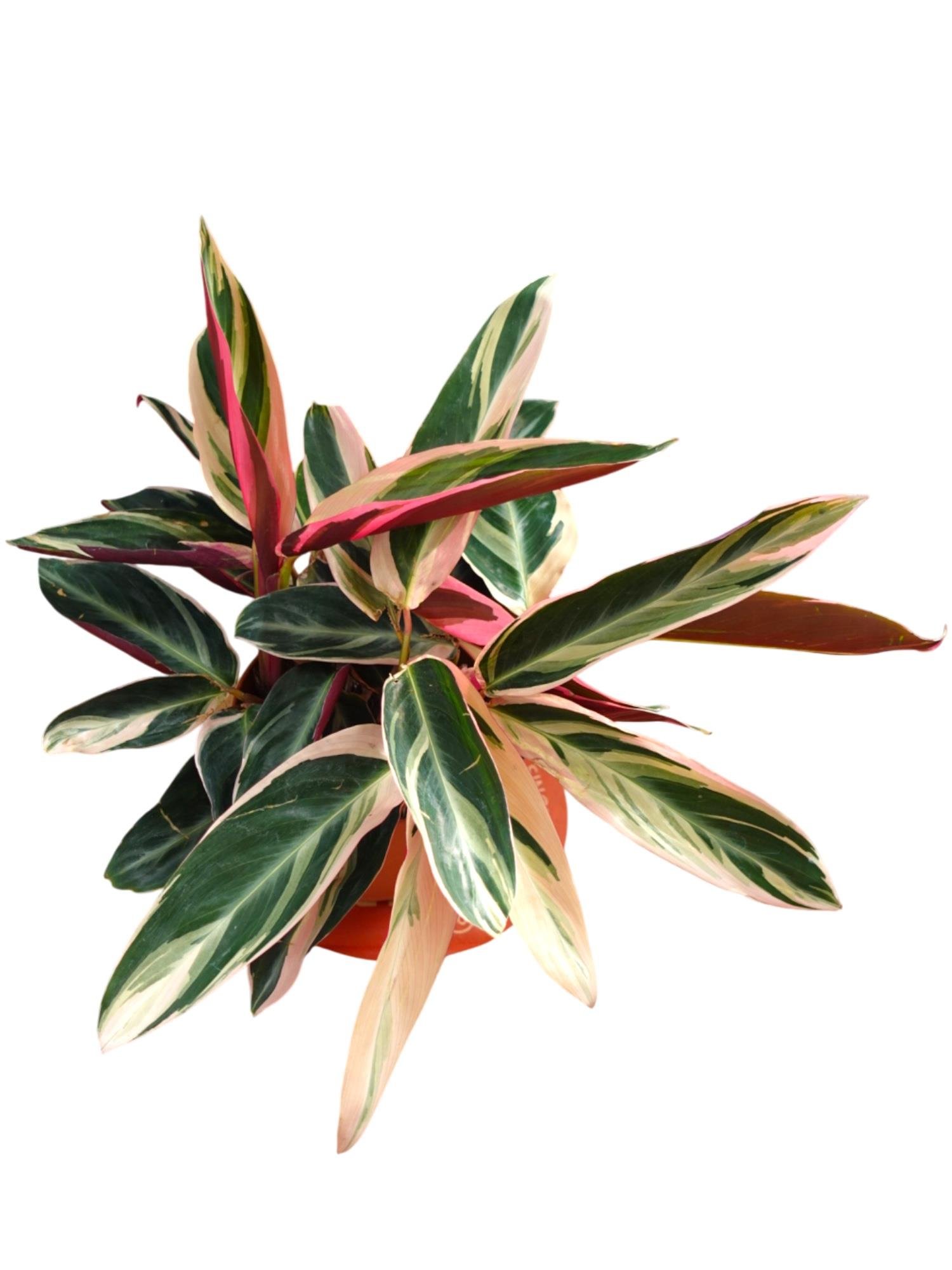 Calathea Triostar (Dua Çiçeği) – Ebruli Pembe Yapraklı Özel Tür