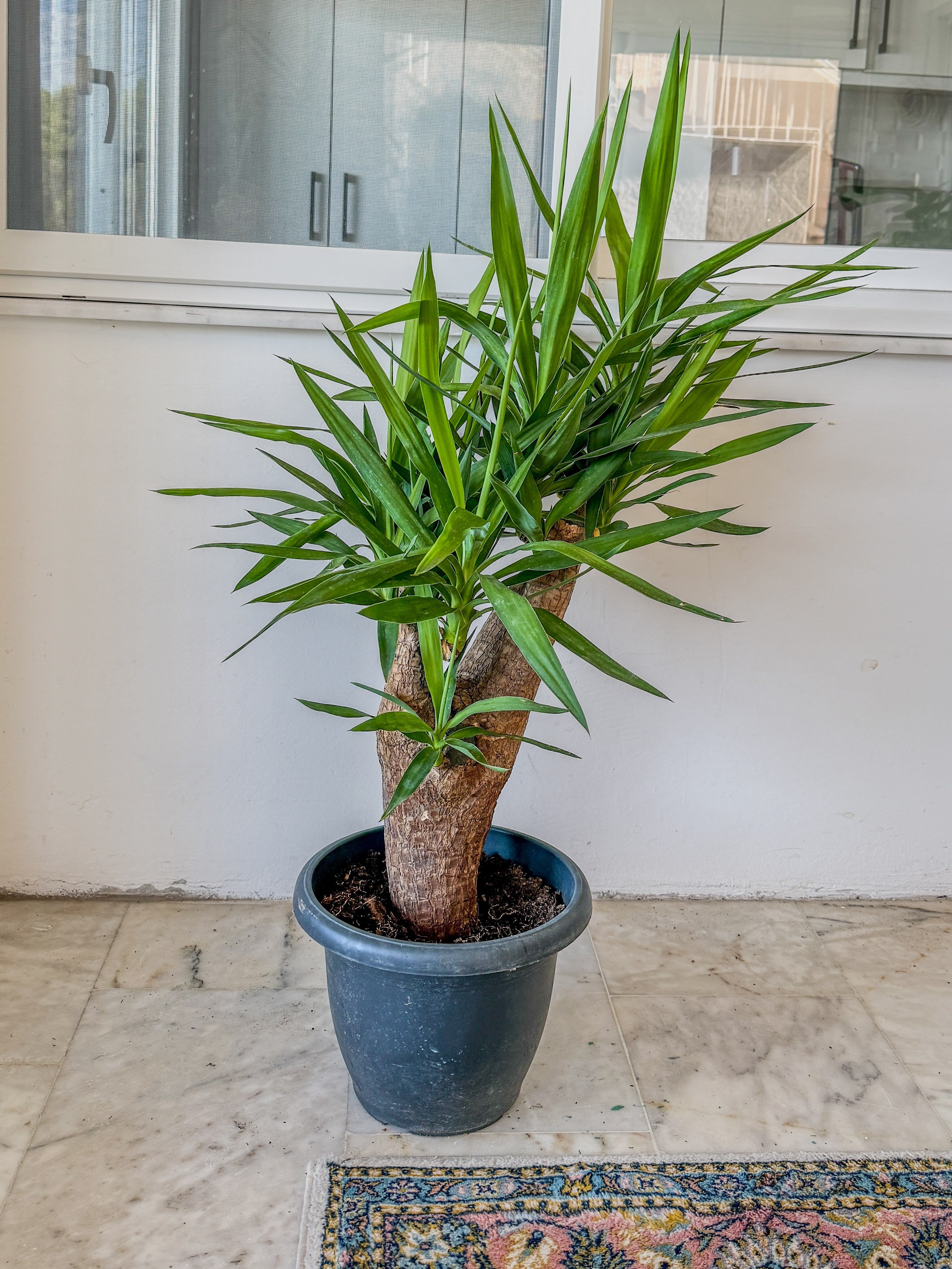 Çatallı Anaç Çok Kollu Yuka Bitkisi 80 cm