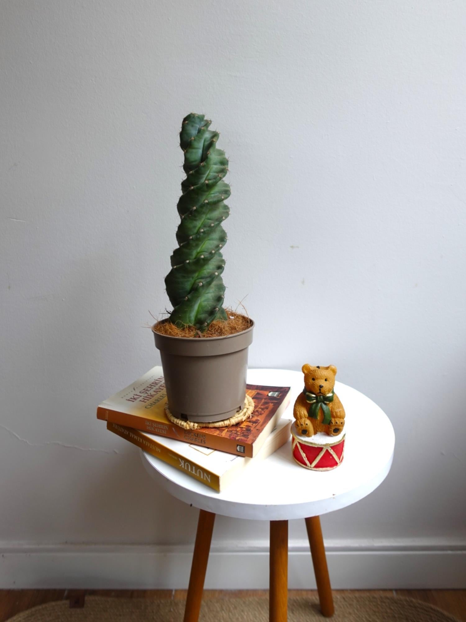Cereus Jamacuru Spiral Dönen Kaktus