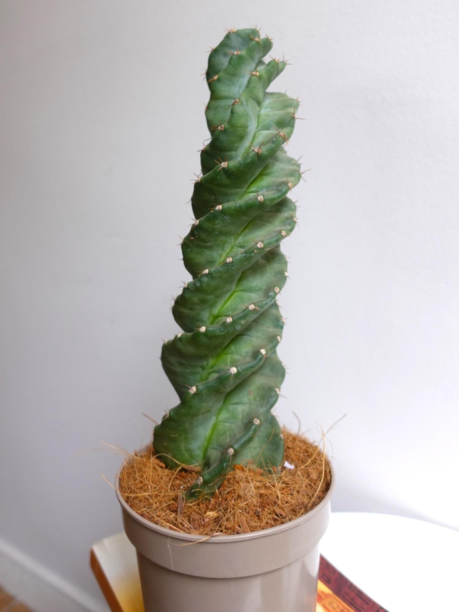 Cereus Jamacuru Spiral Dönen Kaktus
