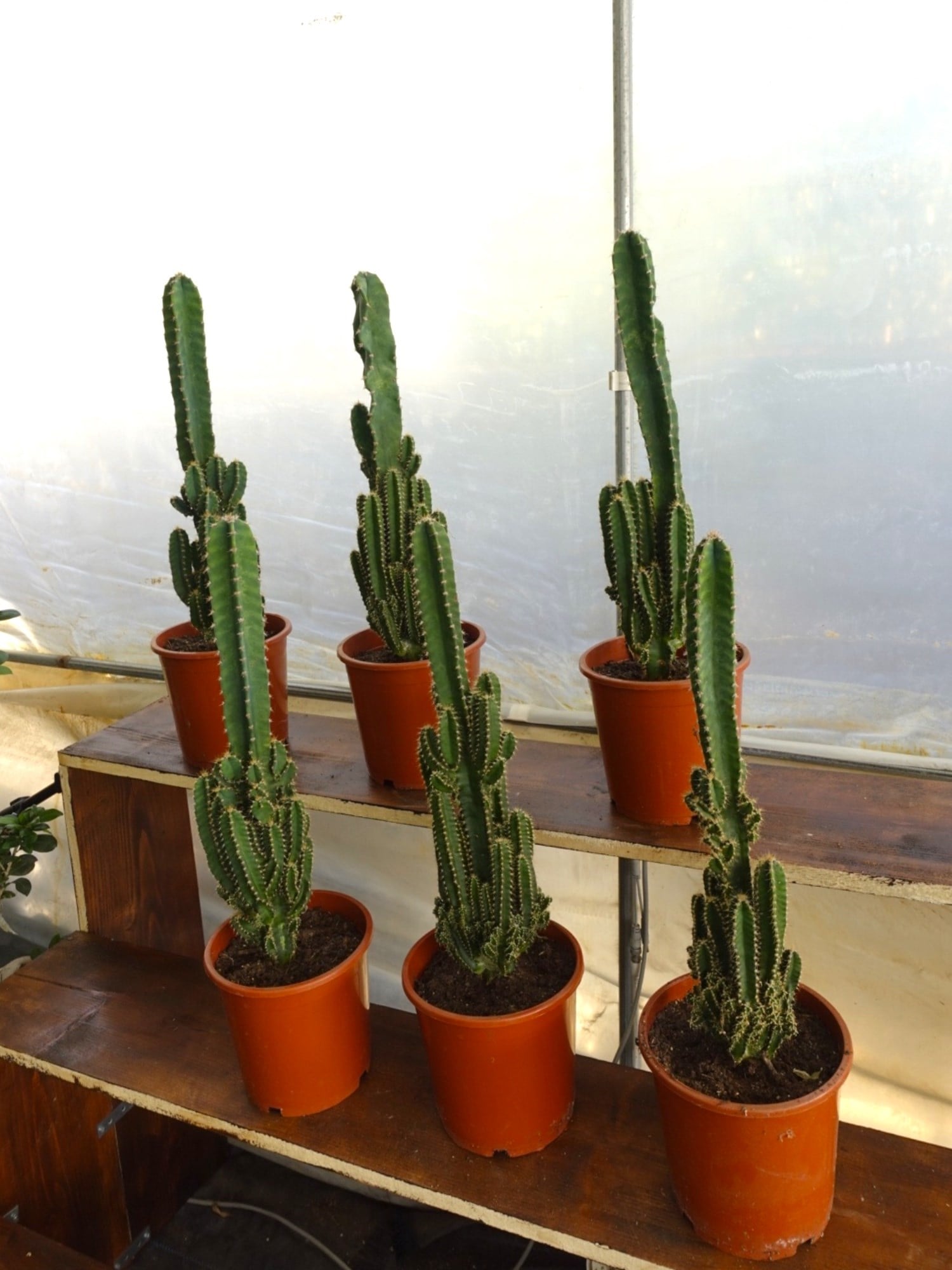 Cereus Peruvianus Radyasyon Kaktus XL