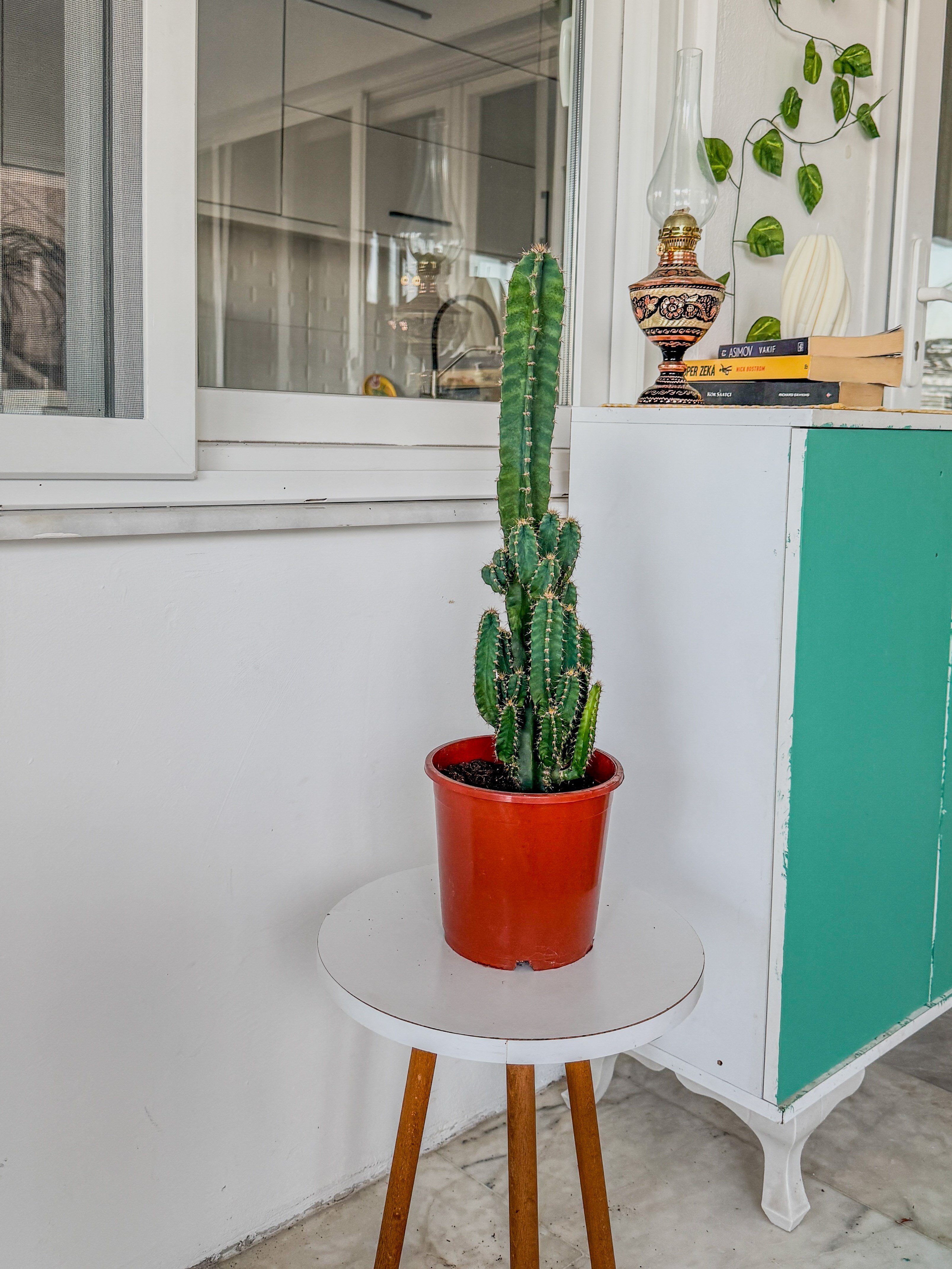Cereus Peruvianus Radyasyon Kaktus XL
