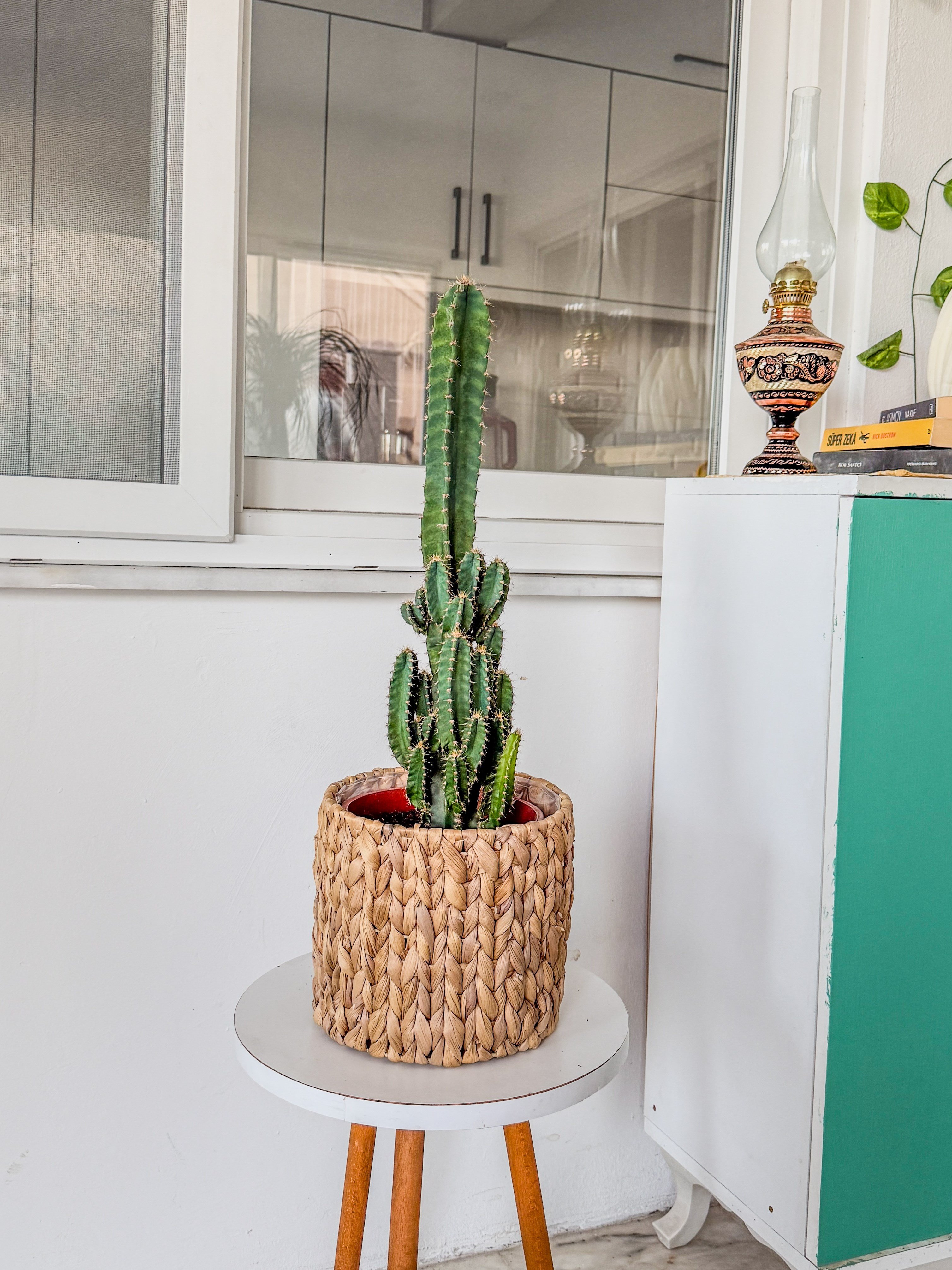 Cereus Peruvianus Radyasyon Kaktus XL