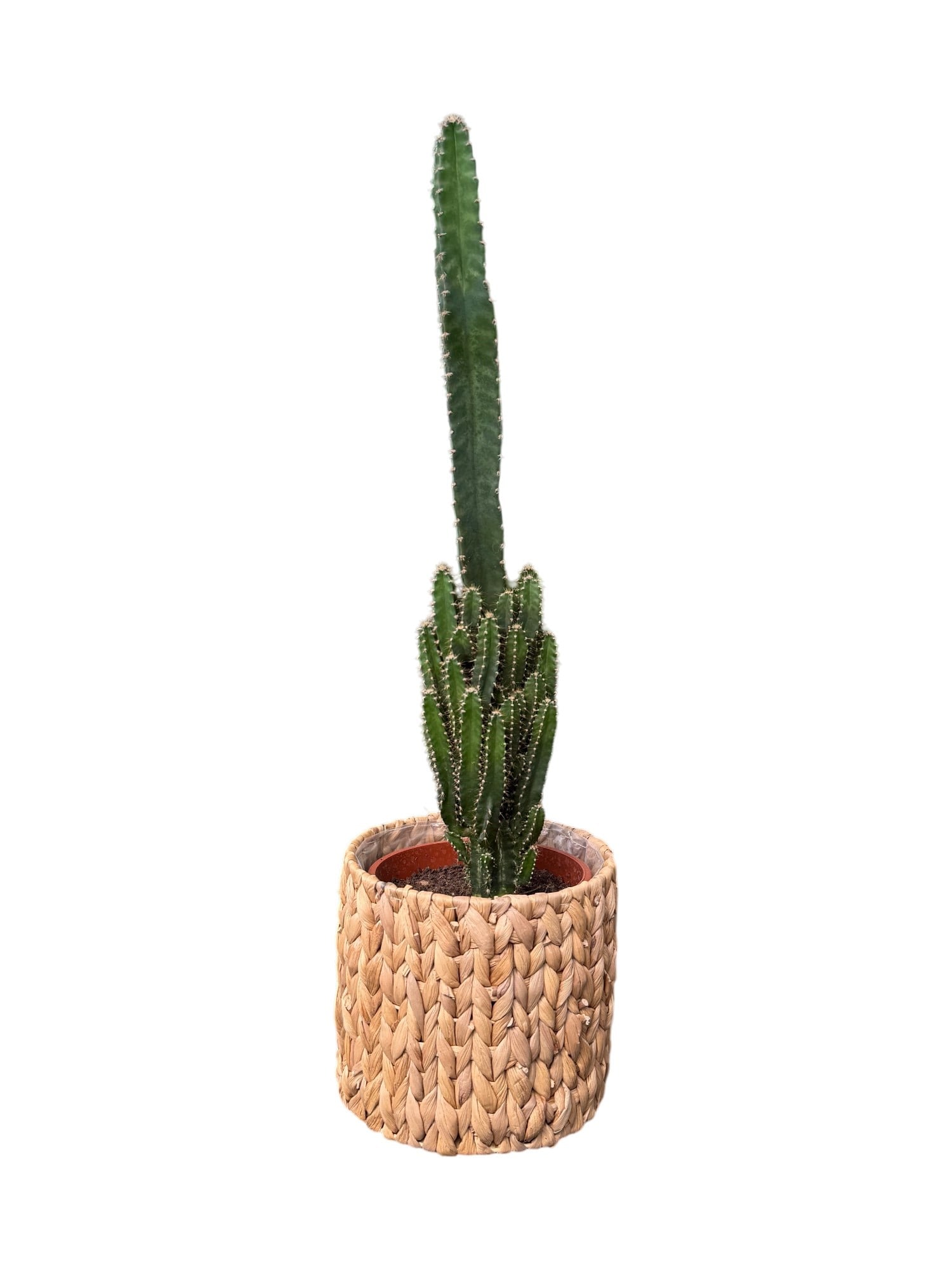 Cereus Peruvianus Radyasyon Kaktus XL