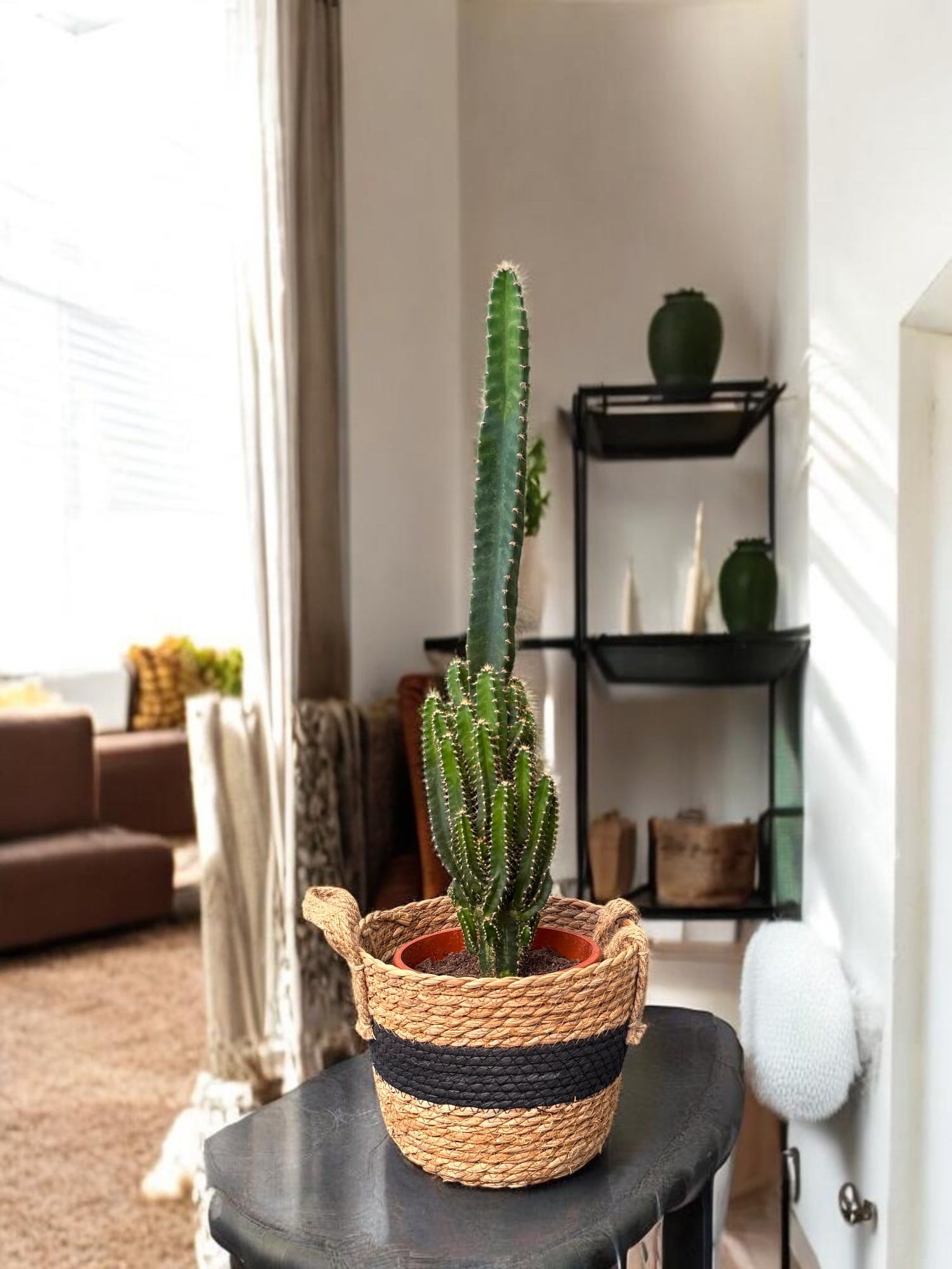 Cereus Peruvianus Radyasyon Kaktus XL