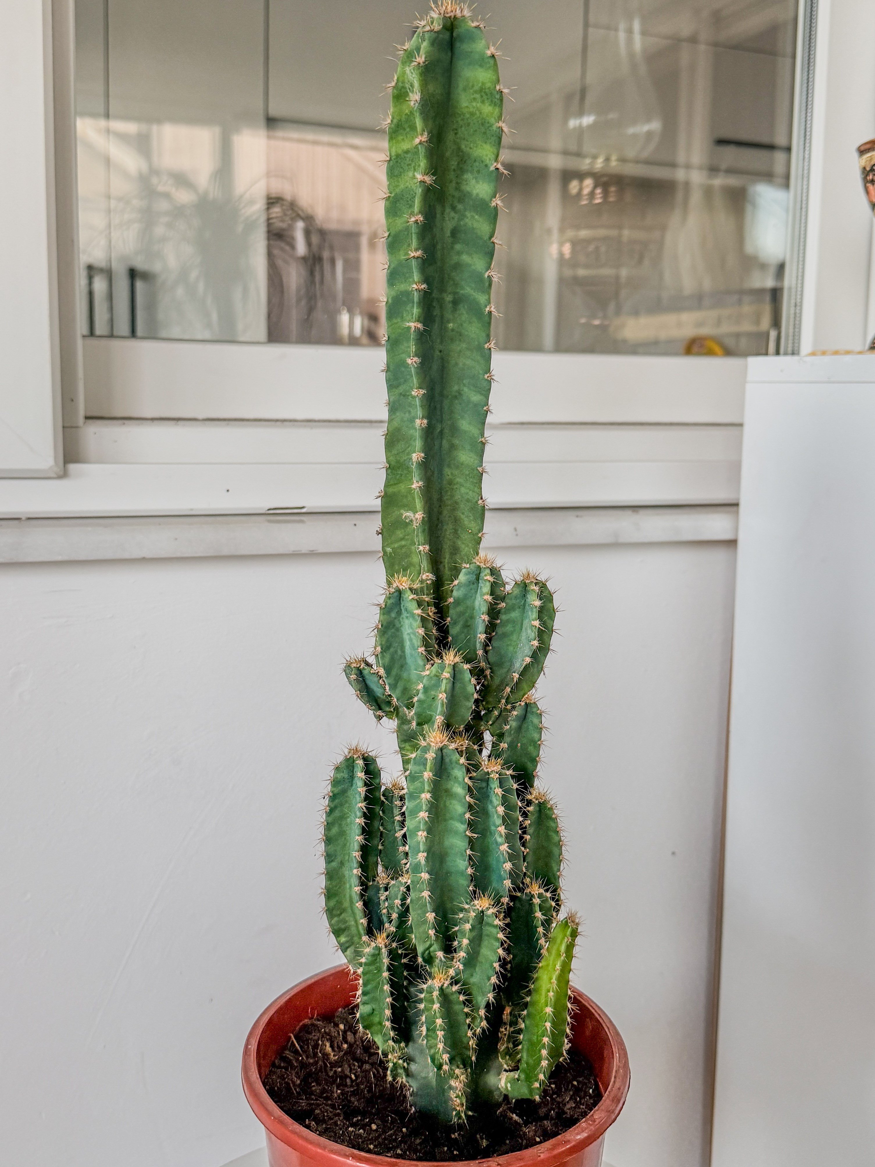 Cereus Peruvianus Radyasyon Kaktus XL