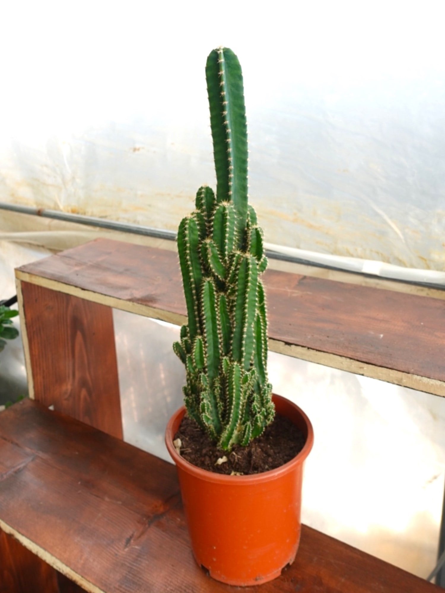 Cereus Peruvianus Radyasyon Kaktus XL