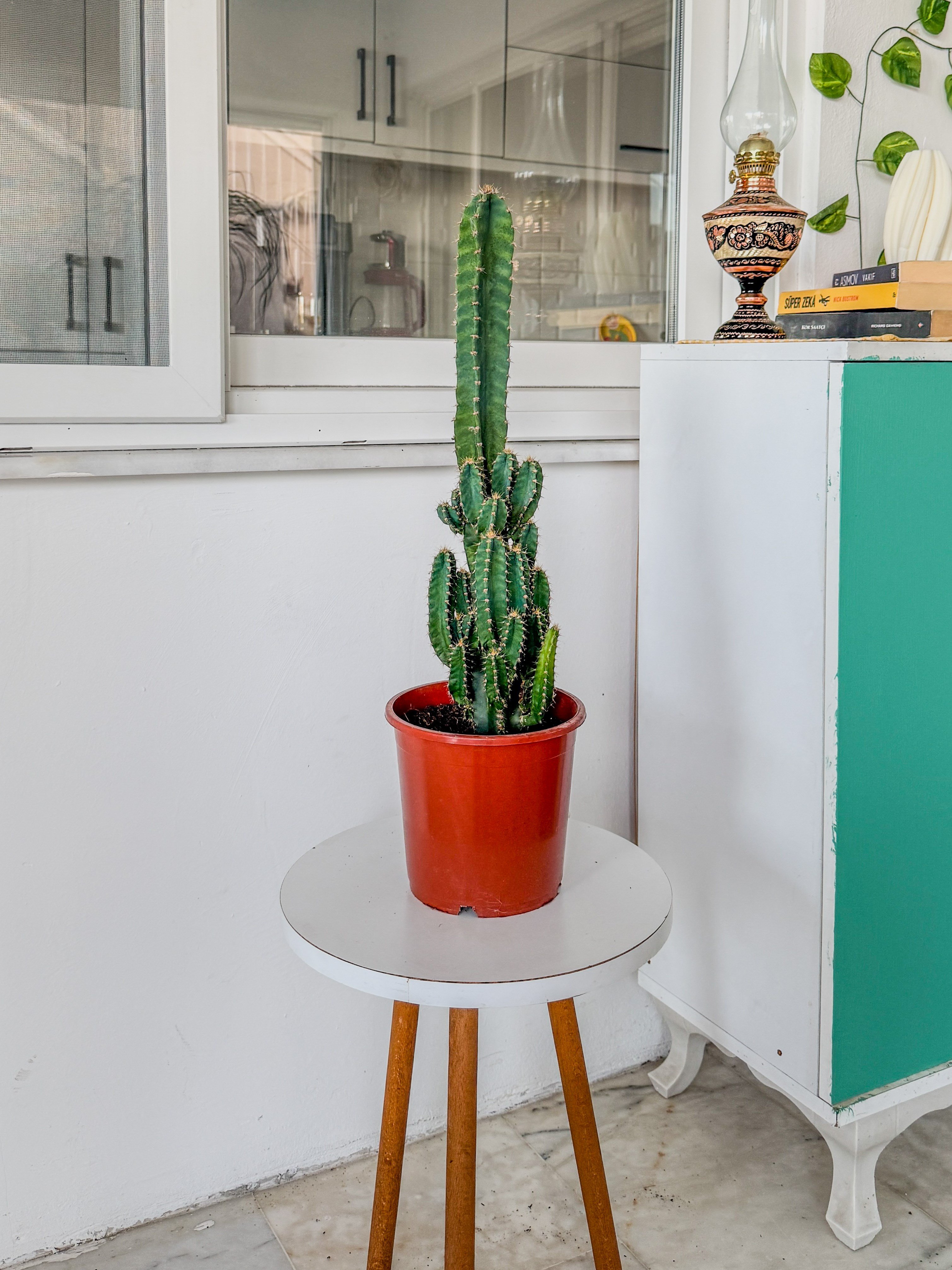 Cereus Peruvianus Radyasyon Kaktus XL