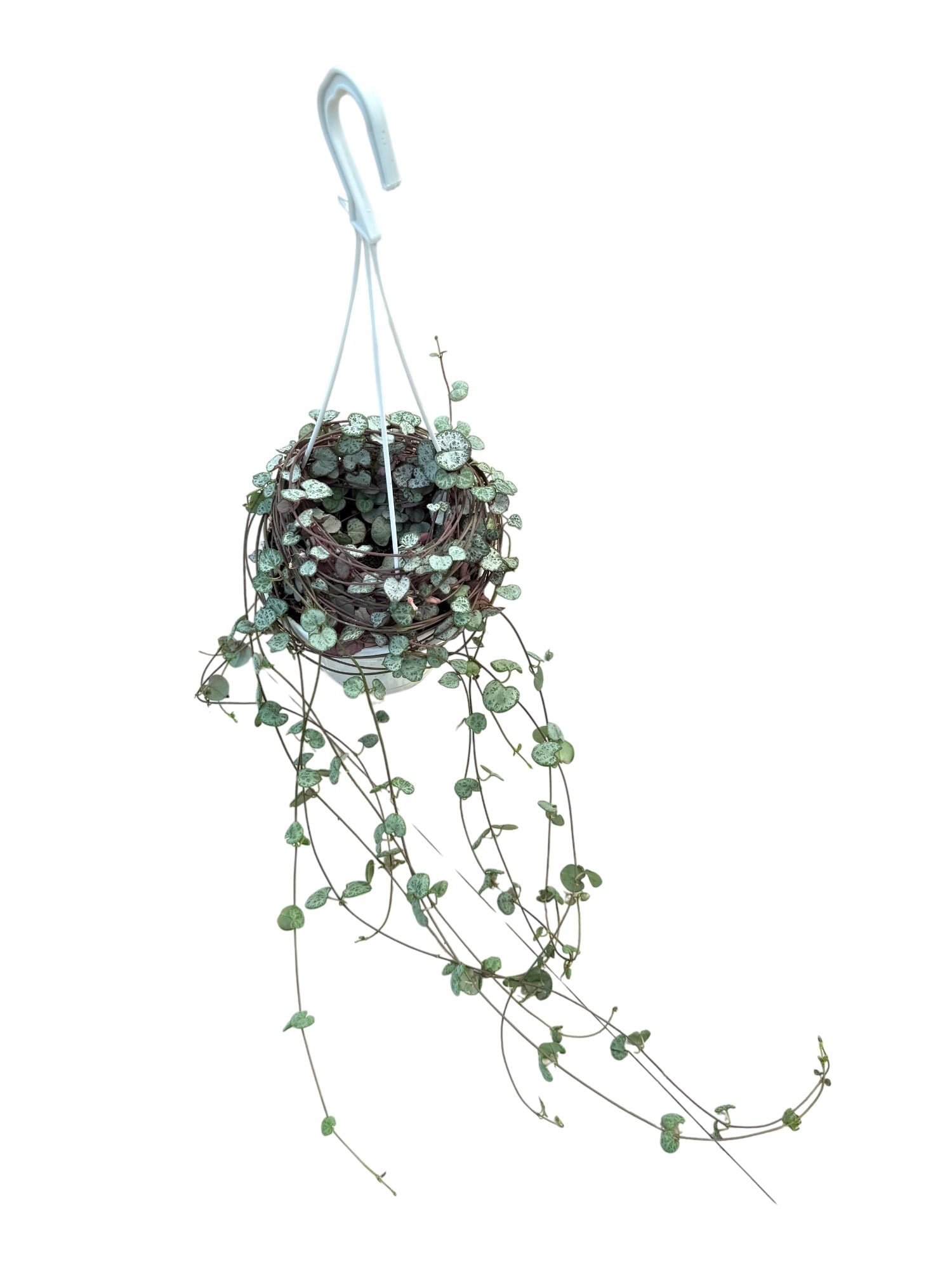 Ceropegia Woodii (Kalp Kalbe Karşı) – Aşkı Yansıtan Zarif Sarmallar 💖