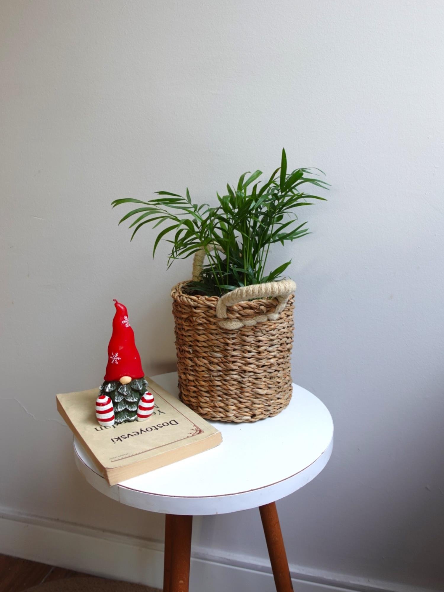 Chamaedorea Elegans Dağ Palmiyesi